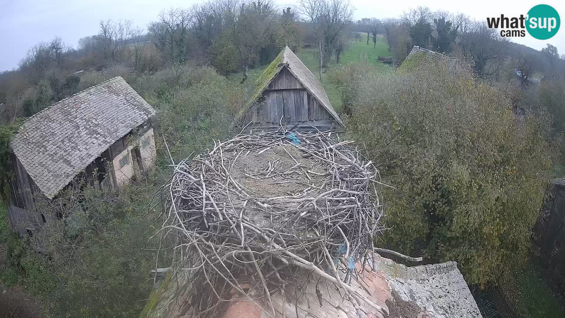 U živo Europsko selo roda – Park prirode Lonjsko polje