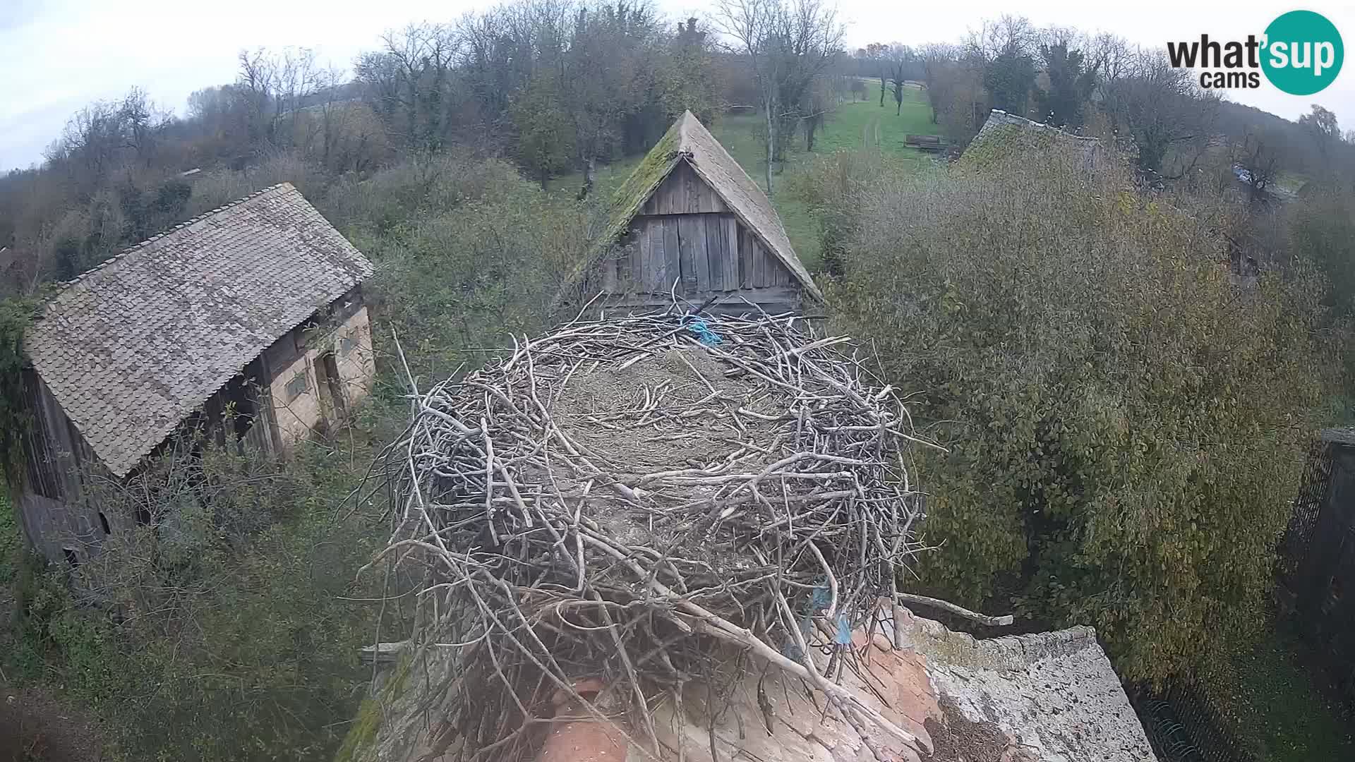 Pueblo europeo de cigüeñas camera en vivo Parque Natural Lonjsko polje