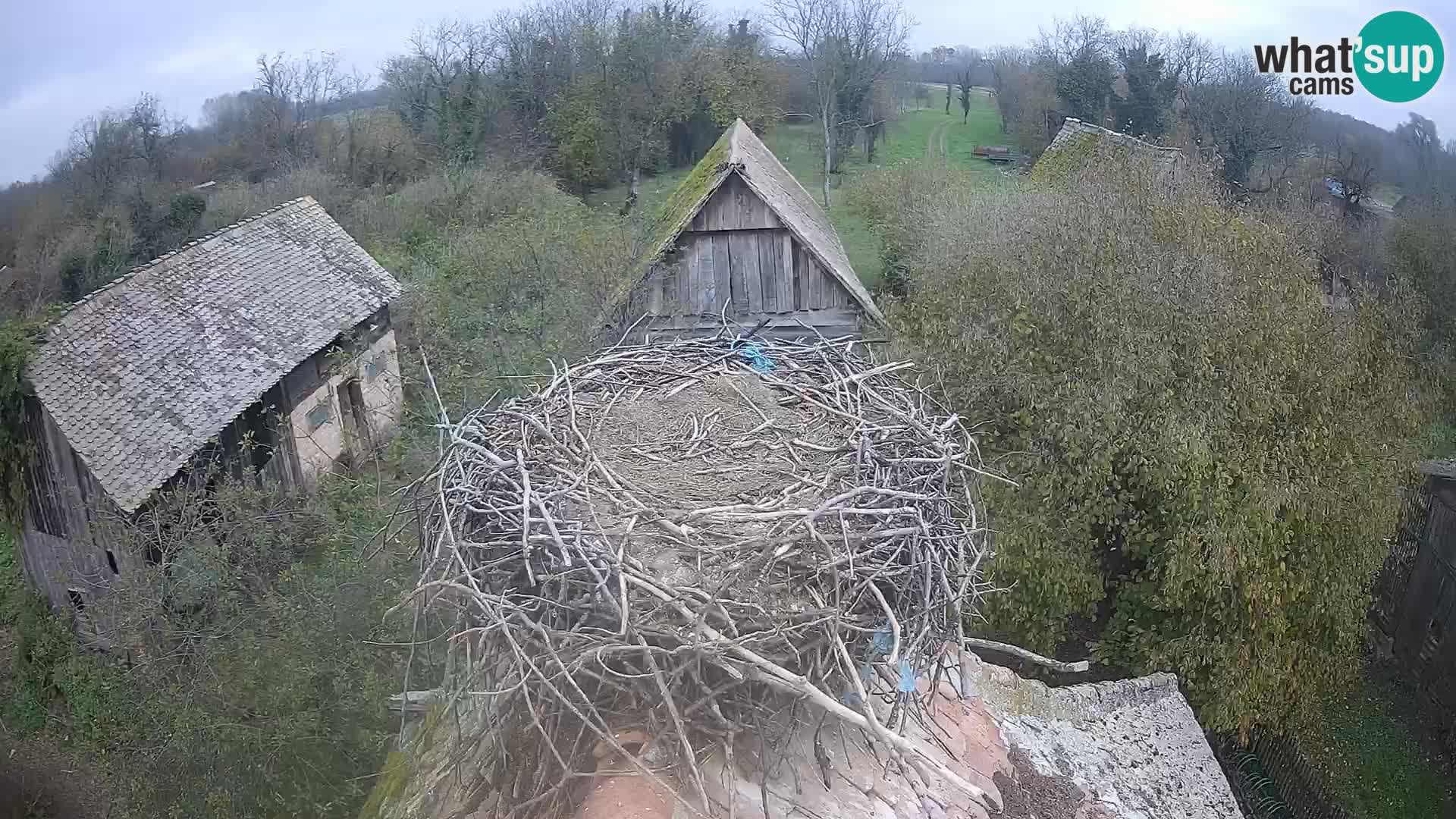 Live webcam European stork village – Lonjsko polje Nature Park