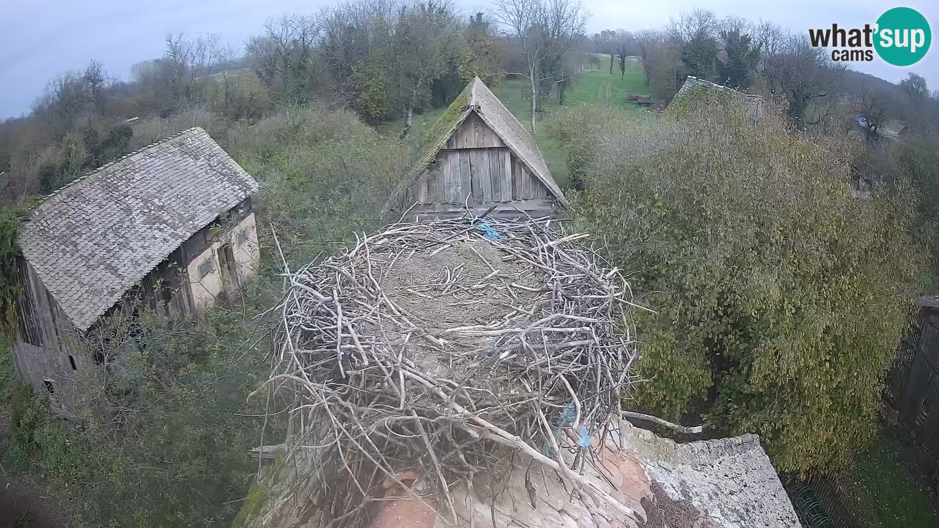 Evropska vas štorklje – Krajinski park Lonjsko polje spletna kamera