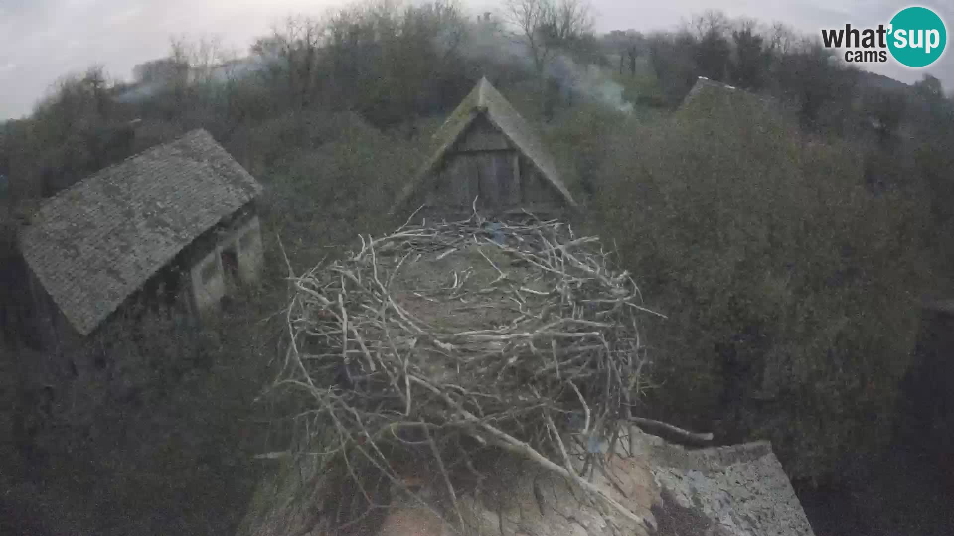 Pueblo europeo de cigüeñas camera en vivo Parque Natural Lonjsko polje