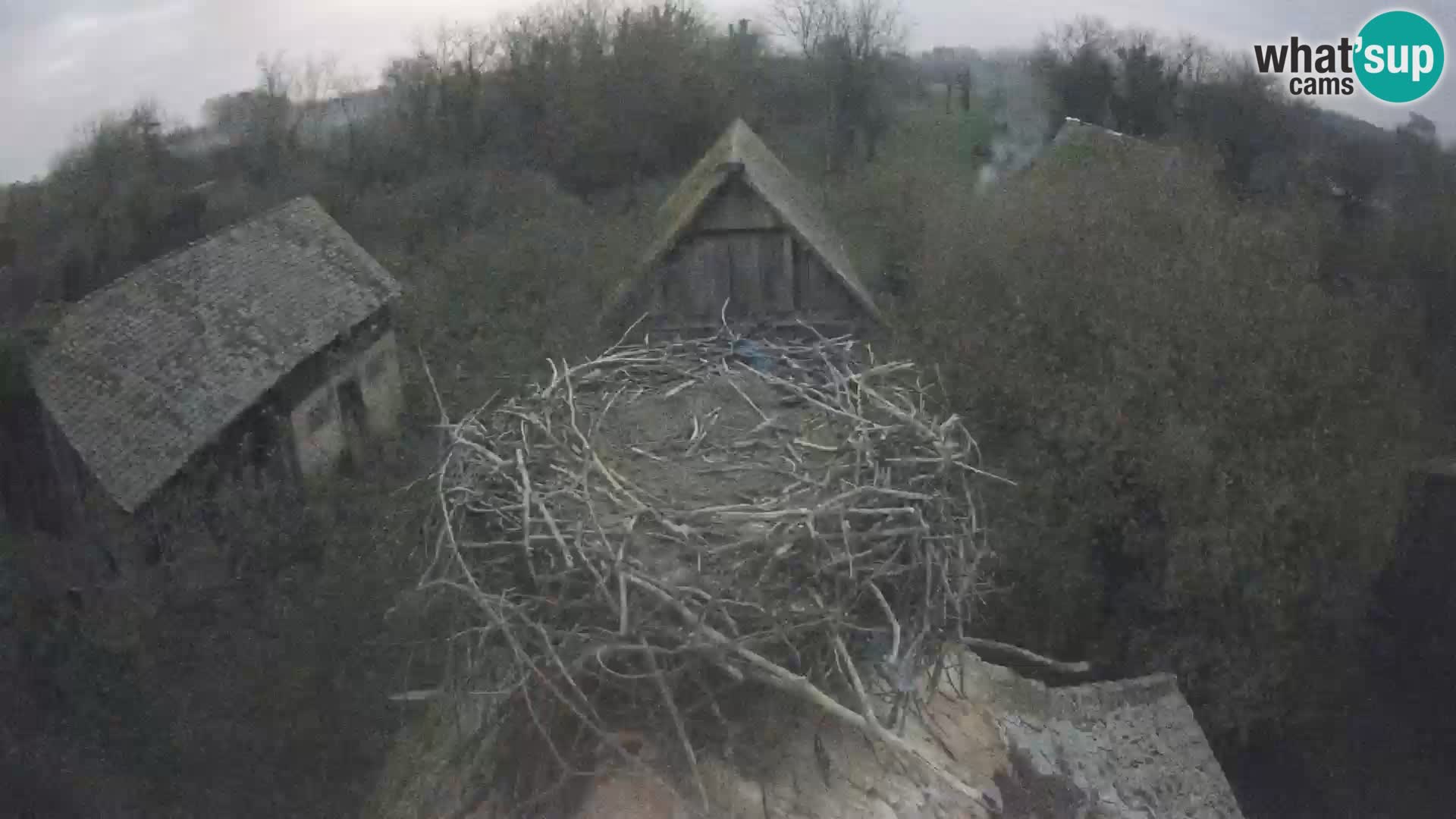 Pueblo europeo de cigüeñas camera en vivo Parque Natural Lonjsko polje