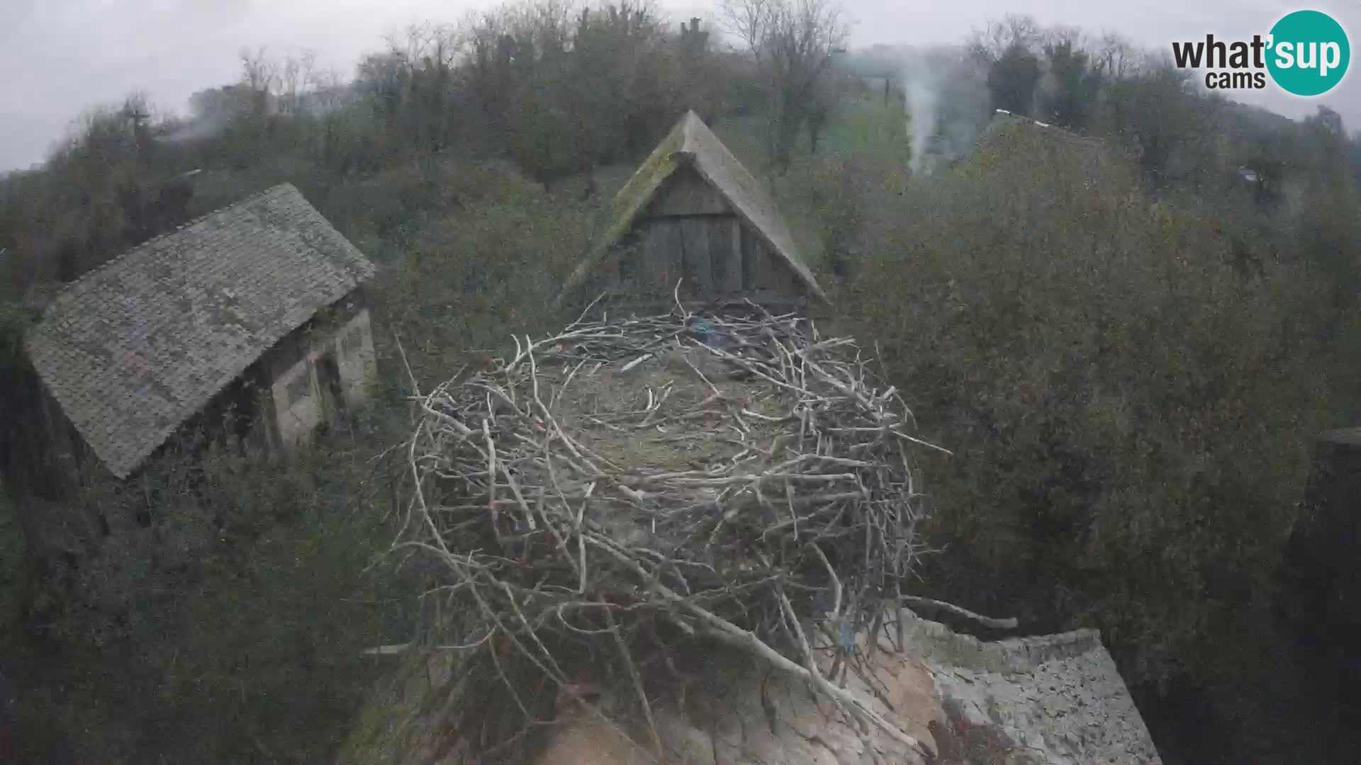 Pueblo europeo de cigüeñas camera en vivo Parque Natural Lonjsko polje