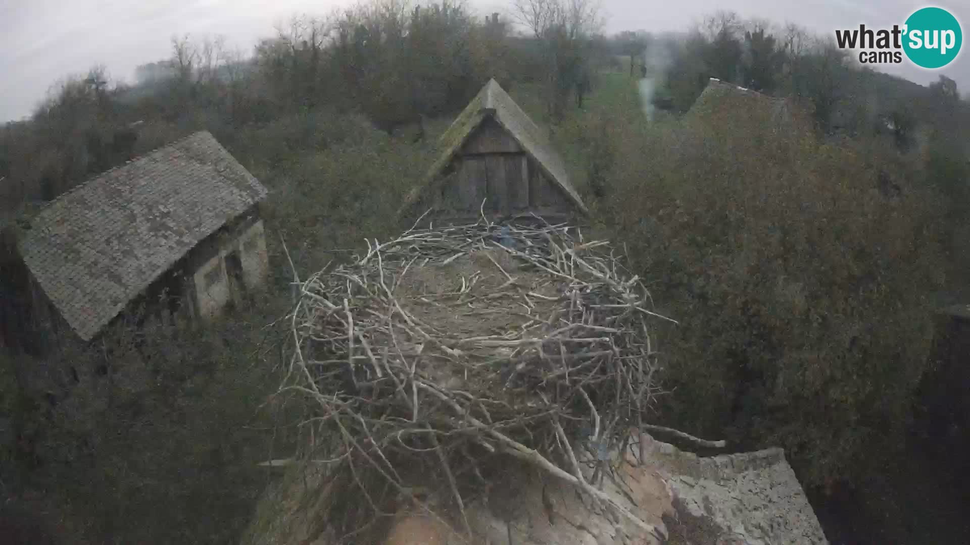 Pueblo europeo de cigüeñas camera en vivo Parque Natural Lonjsko polje