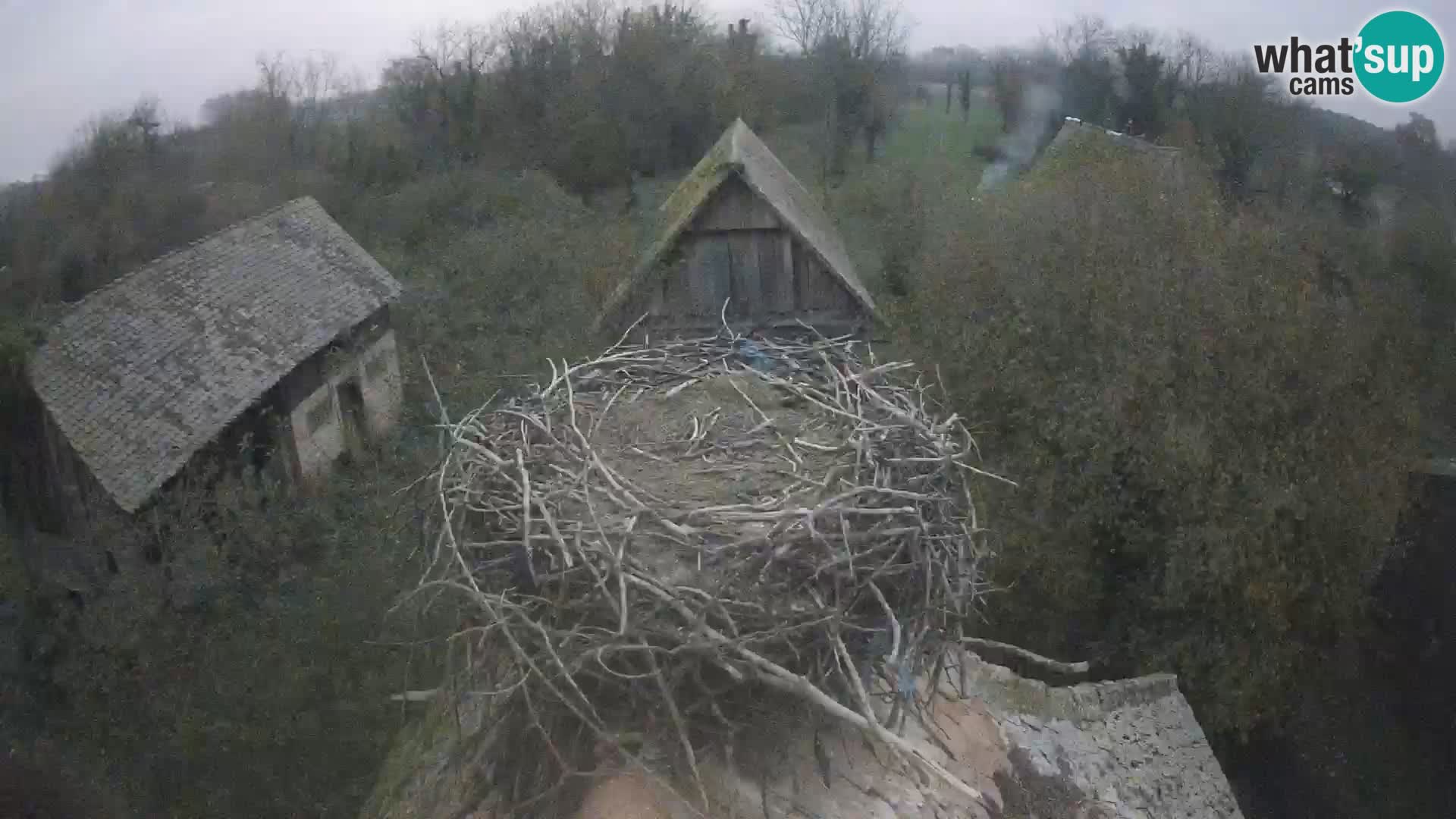 Pueblo europeo de cigüeñas camera en vivo Parque Natural Lonjsko polje