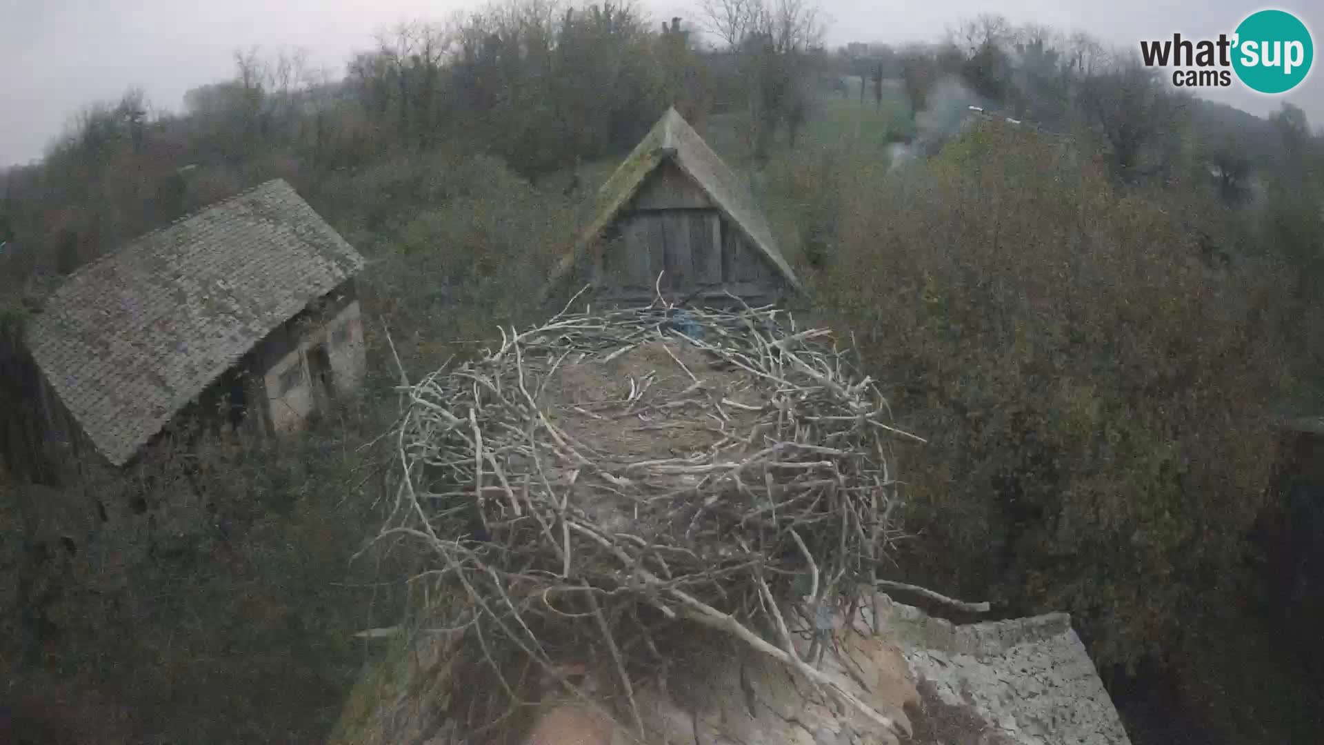 Pueblo europeo de cigüeñas camera en vivo Parque Natural Lonjsko polje