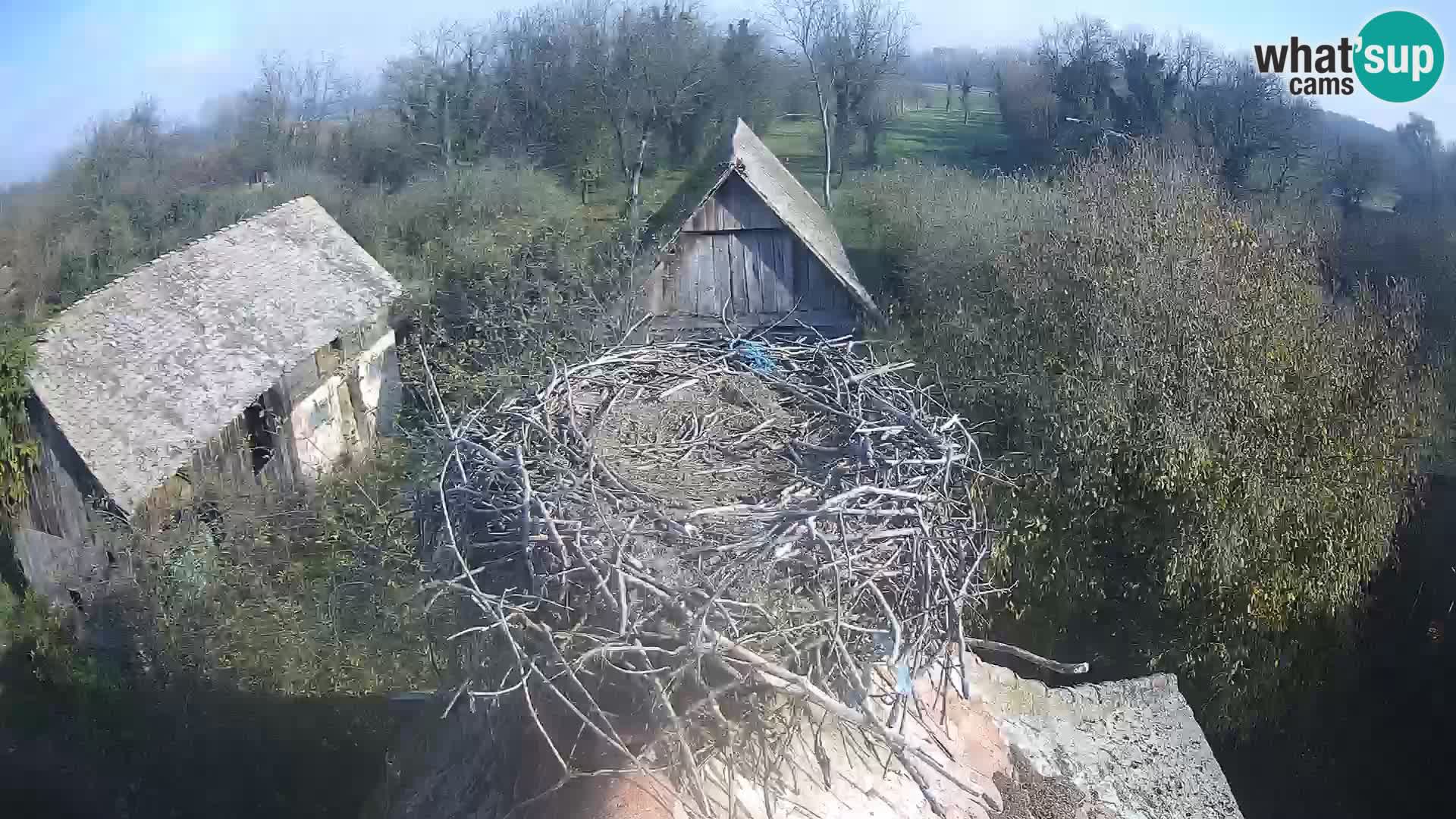 Villaggio delle cicogne europee webcam Parco naturale di Lonjsko polje