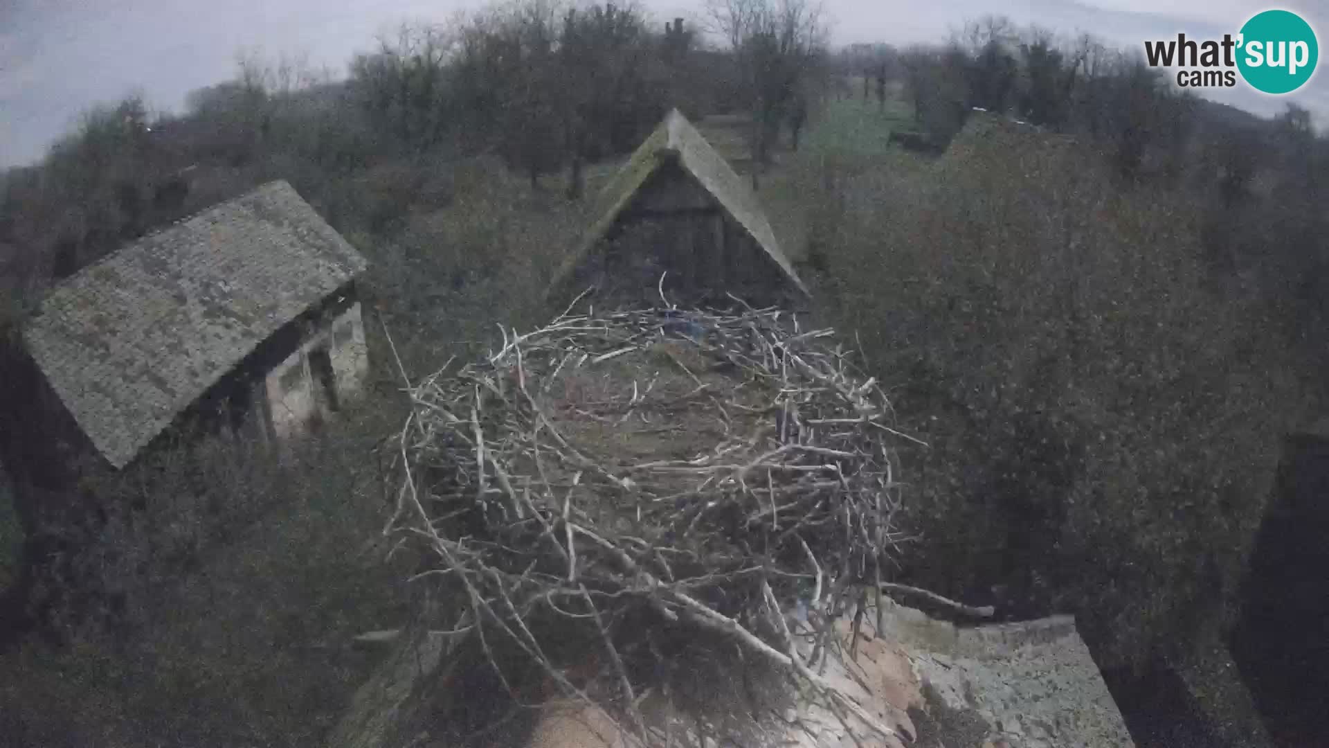 Pueblo europeo de cigüeñas camera en vivo Parque Natural Lonjsko polje