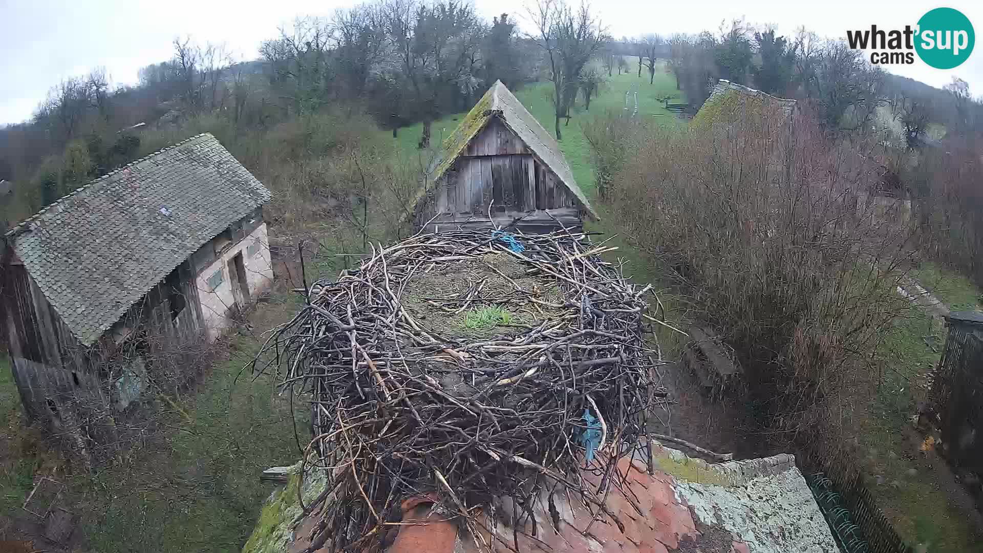 Villaggio delle cicogne europee webcam Parco naturale di Lonjsko polje