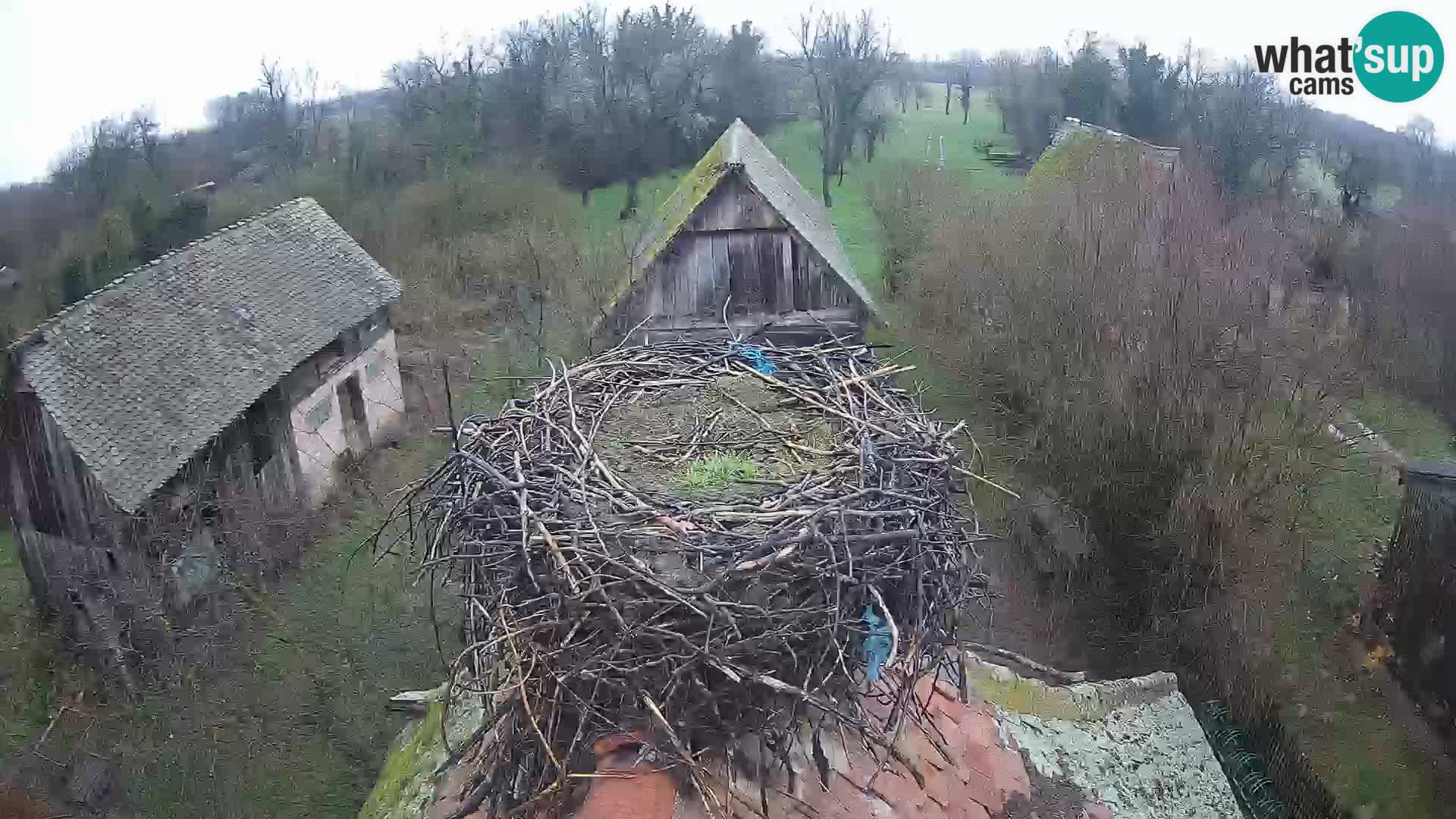 Webcam Europäisches Storchendorf – Naturpark Lonjsko polje