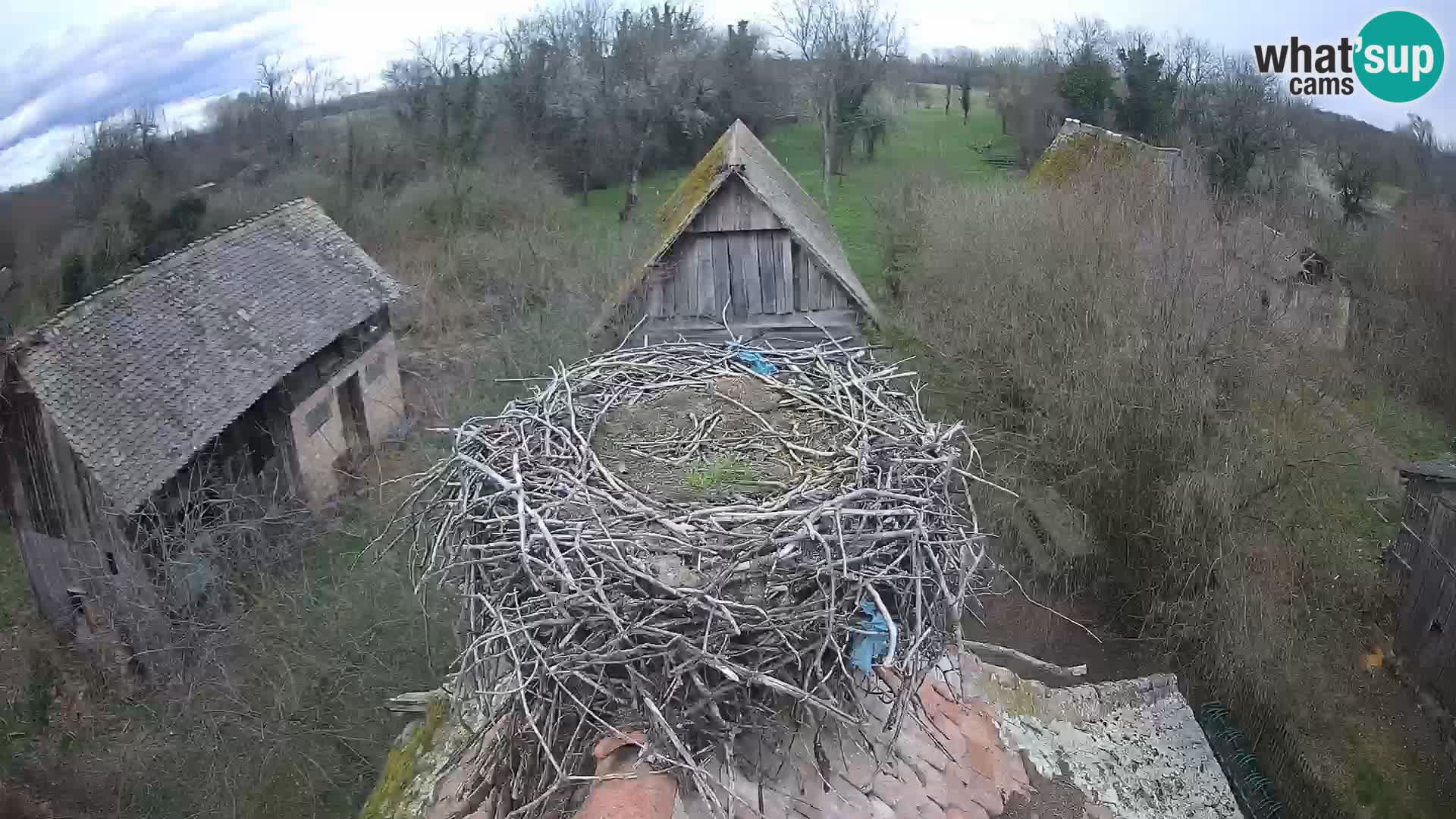 Village européen de cigognes webcam Parc naturel de Lonjsko polje