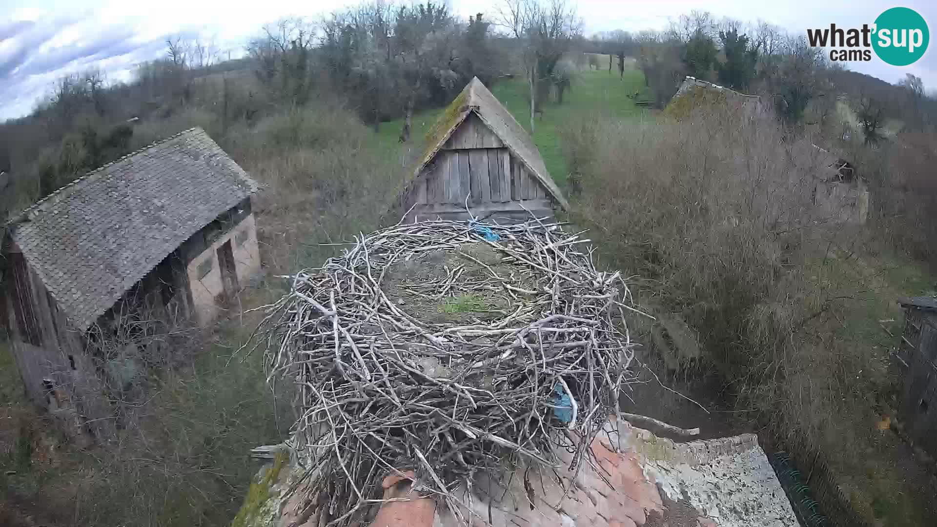 Village européen de cigognes webcam Parc naturel de Lonjsko polje