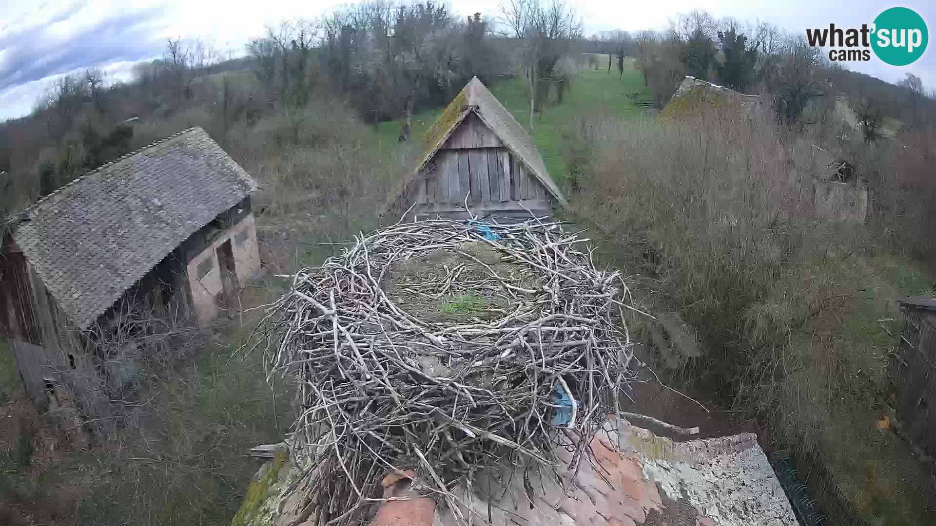 Pueblo europeo de cigüeñas camera en vivo Parque Natural Lonjsko polje