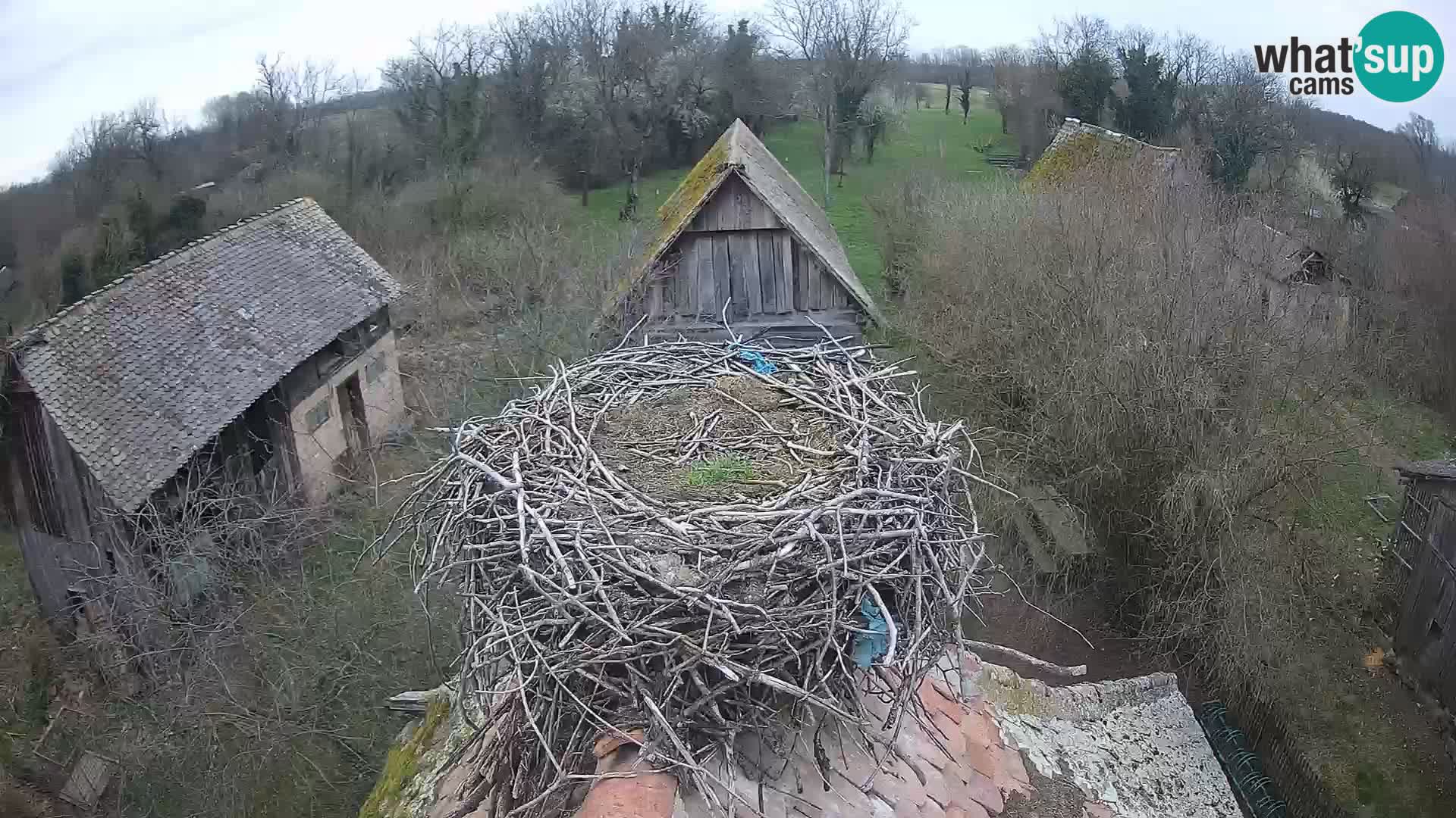 Pueblo europeo de cigüeñas camera en vivo Parque Natural Lonjsko polje