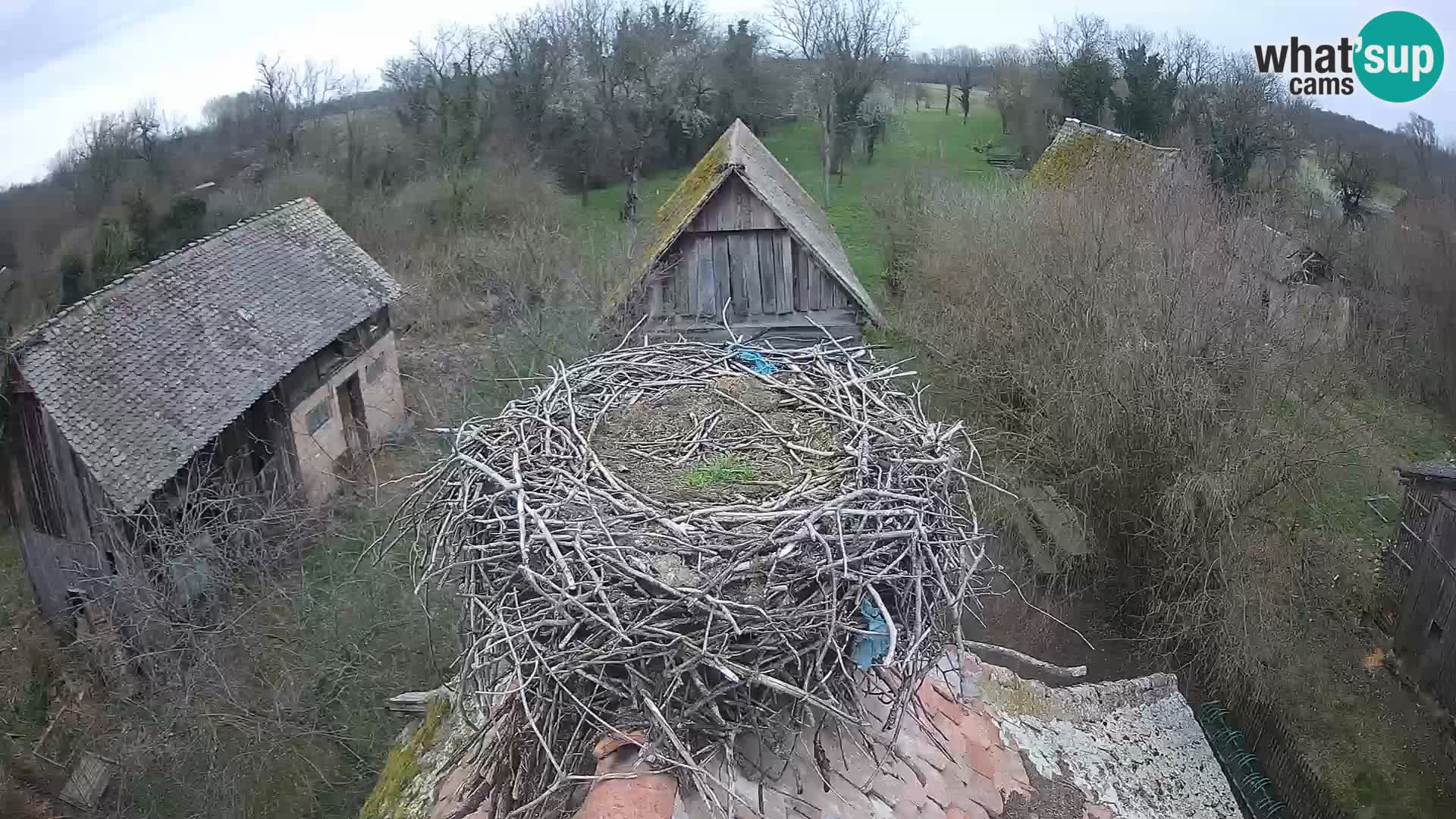 Pueblo europeo de cigüeñas camera en vivo Parque Natural Lonjsko polje