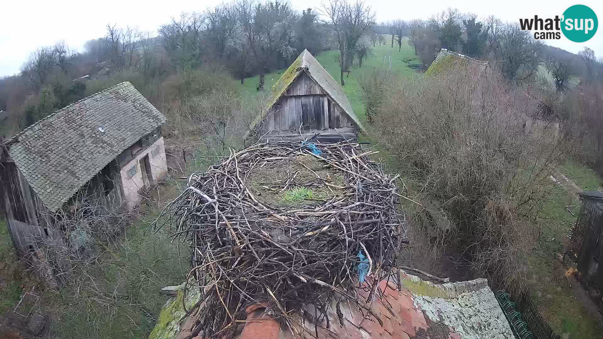 Live webcam European stork village – Lonjsko polje Nature Park