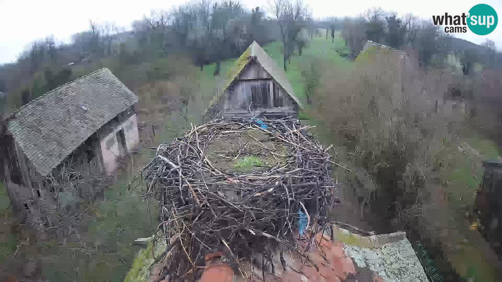 Villaggio delle cicogne europee webcam Parco naturale di Lonjsko polje