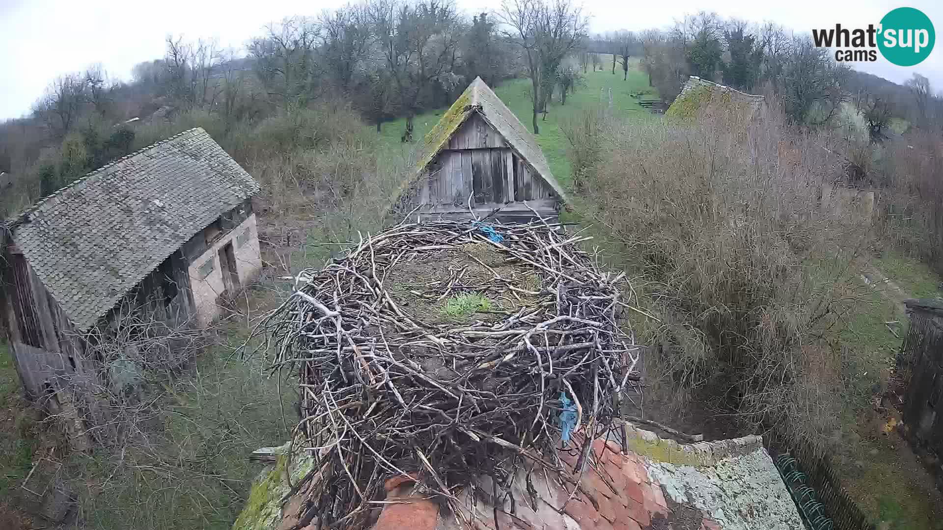 Live webcam European stork village – Lonjsko polje Nature Park