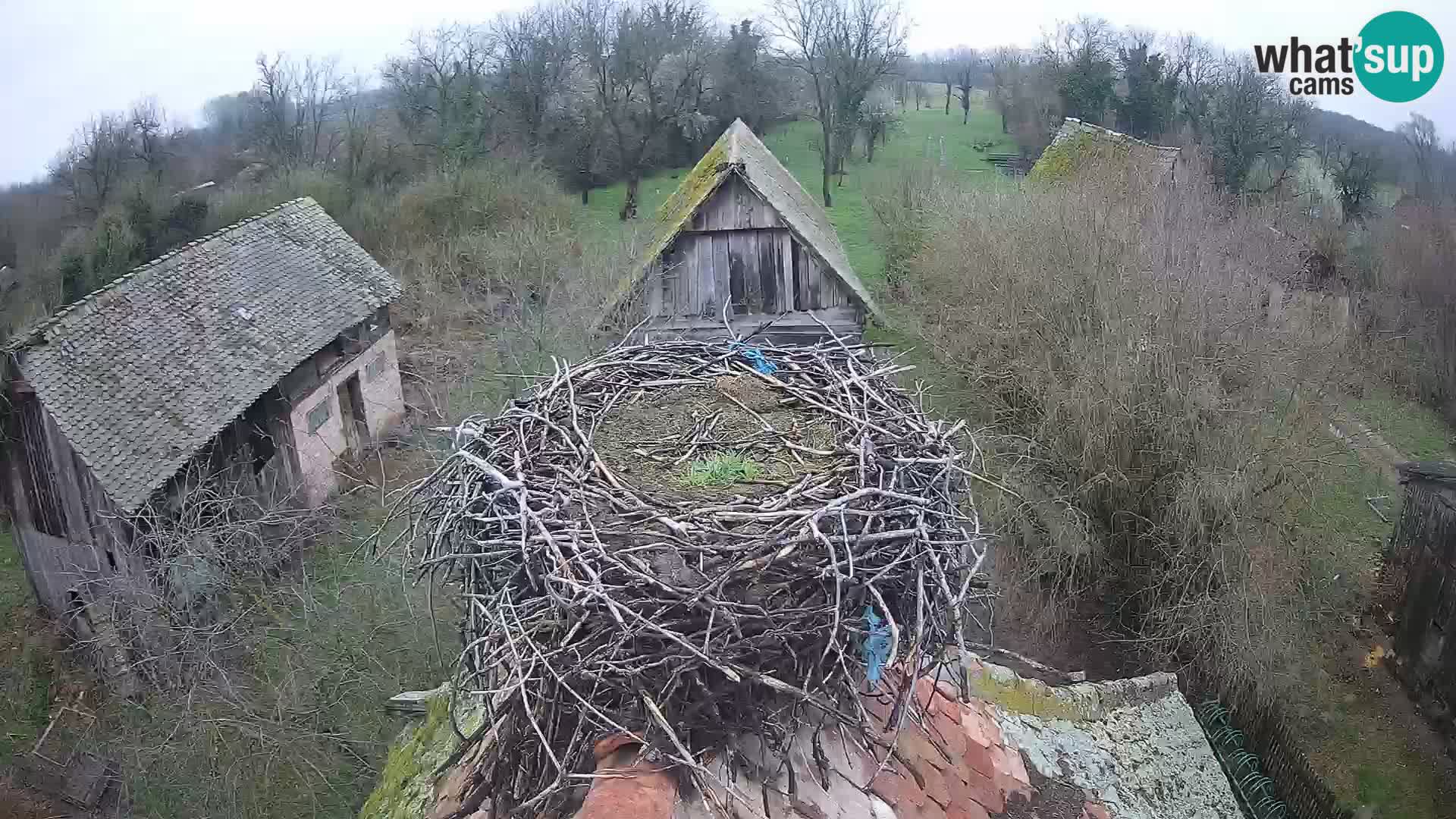 Pueblo europeo de cigüeñas camera en vivo Parque Natural Lonjsko polje