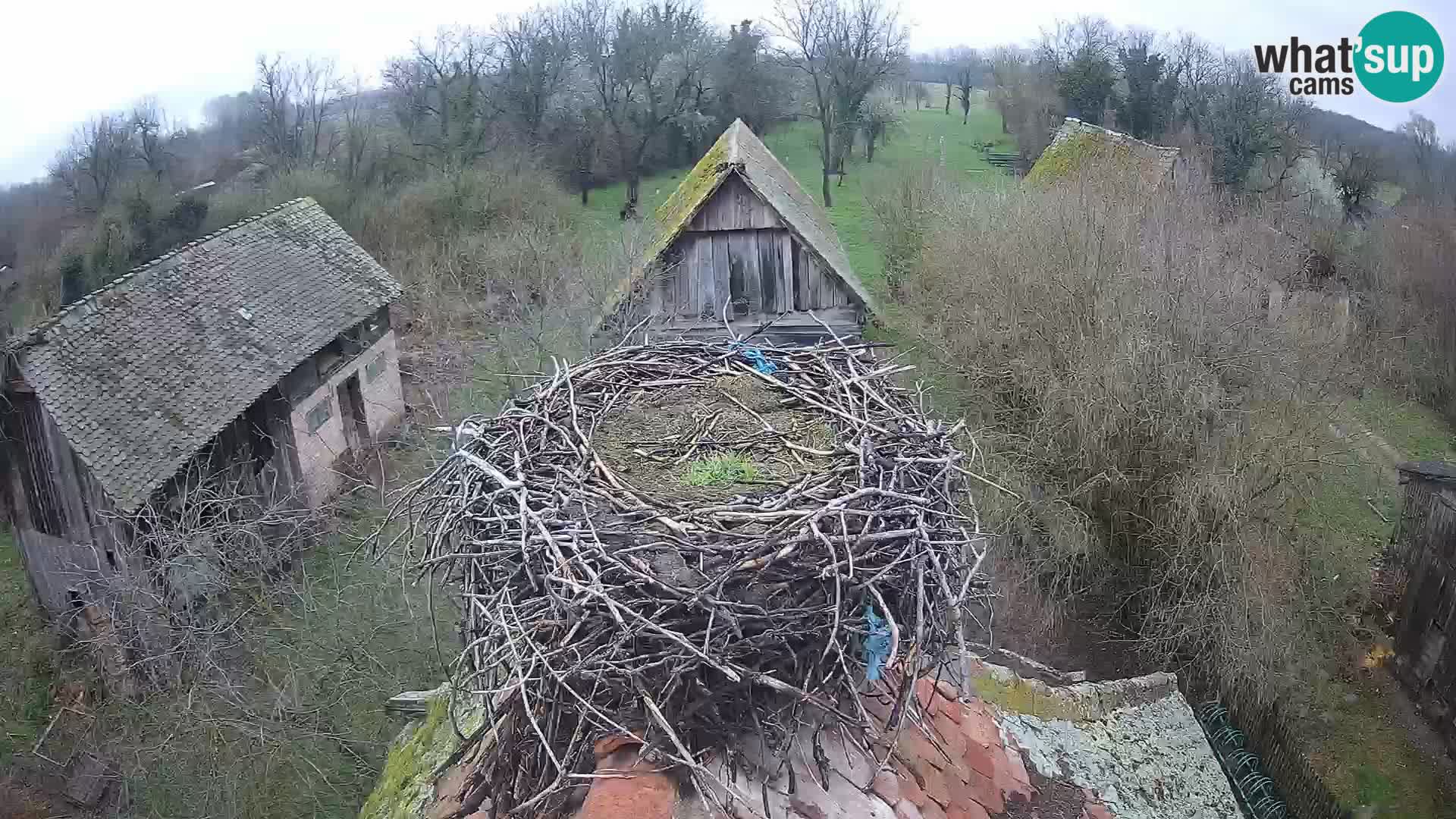 Village européen de cigognes webcam Parc naturel de Lonjsko polje