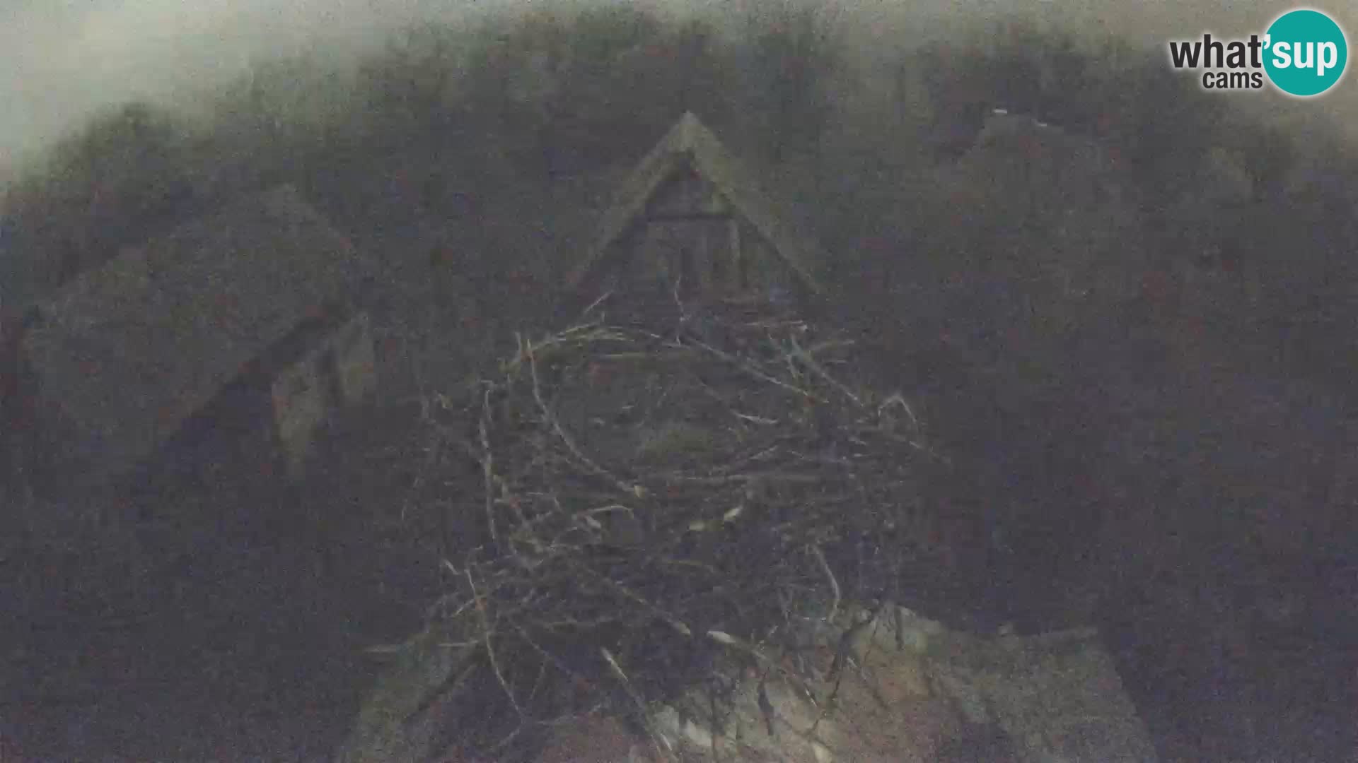 Live webcam European stork village – Lonjsko polje Nature Park