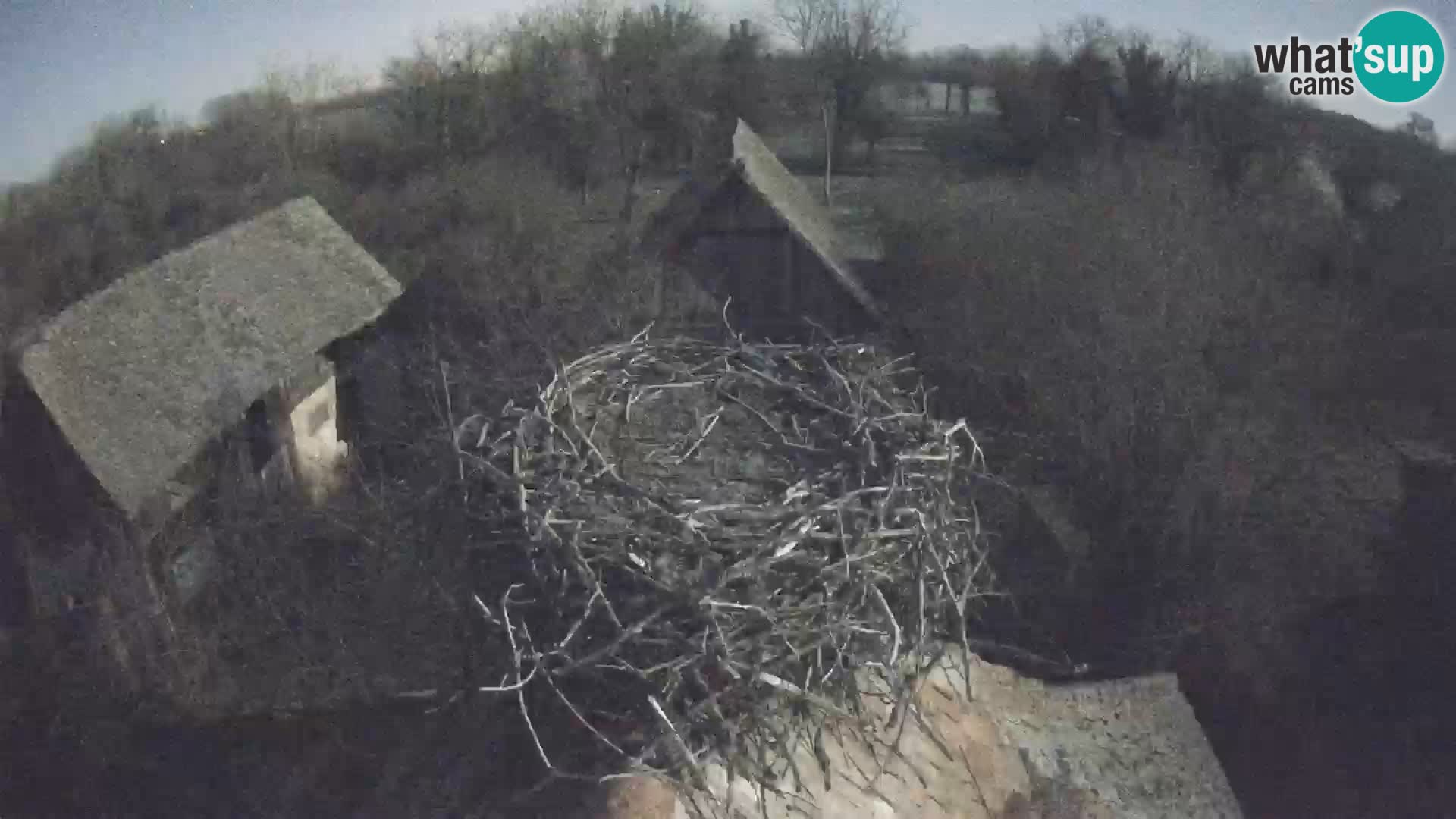 Pueblo europeo de cigüeñas camera en vivo Parque Natural Lonjsko polje