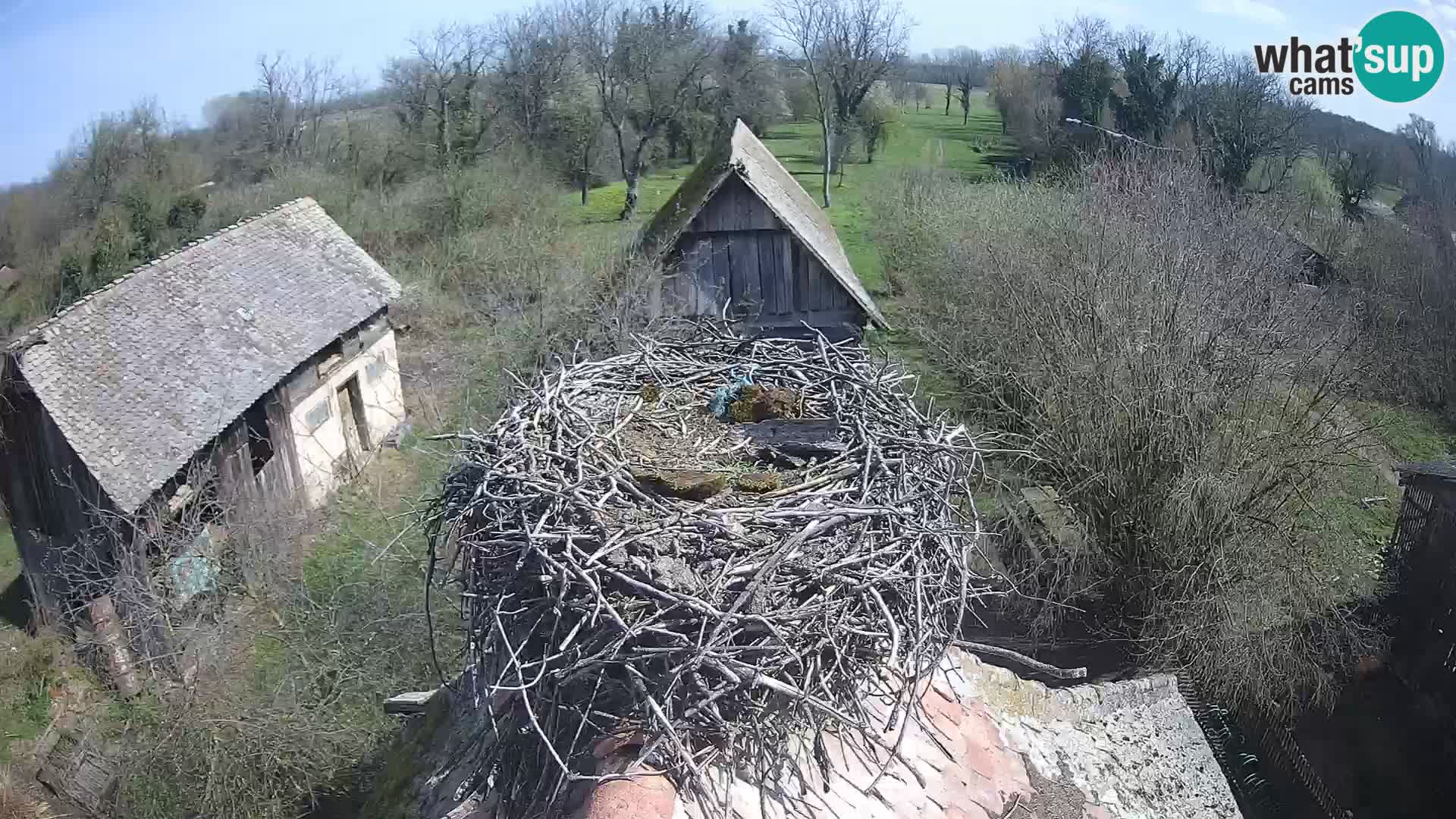 Village européen de cigognes webcam Parc naturel de Lonjsko polje