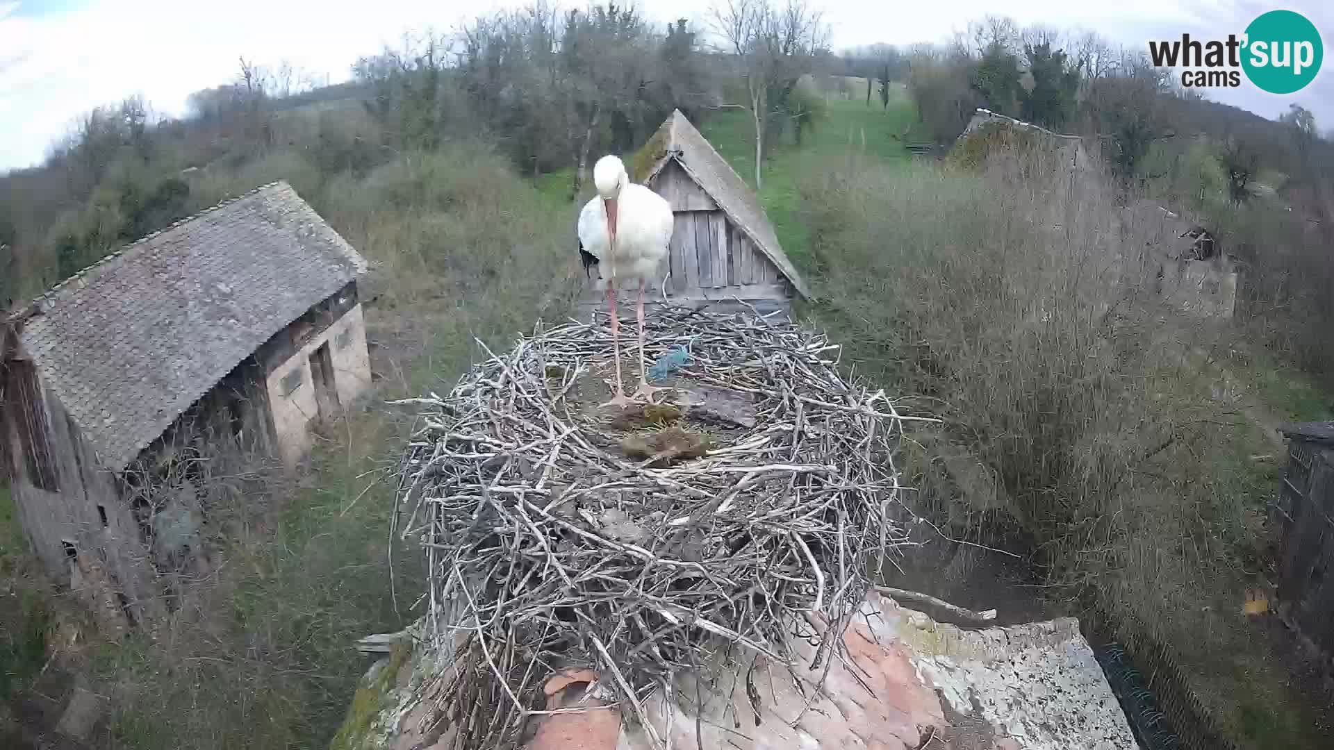 Village européen de cigognes webcam Parc naturel de Lonjsko polje