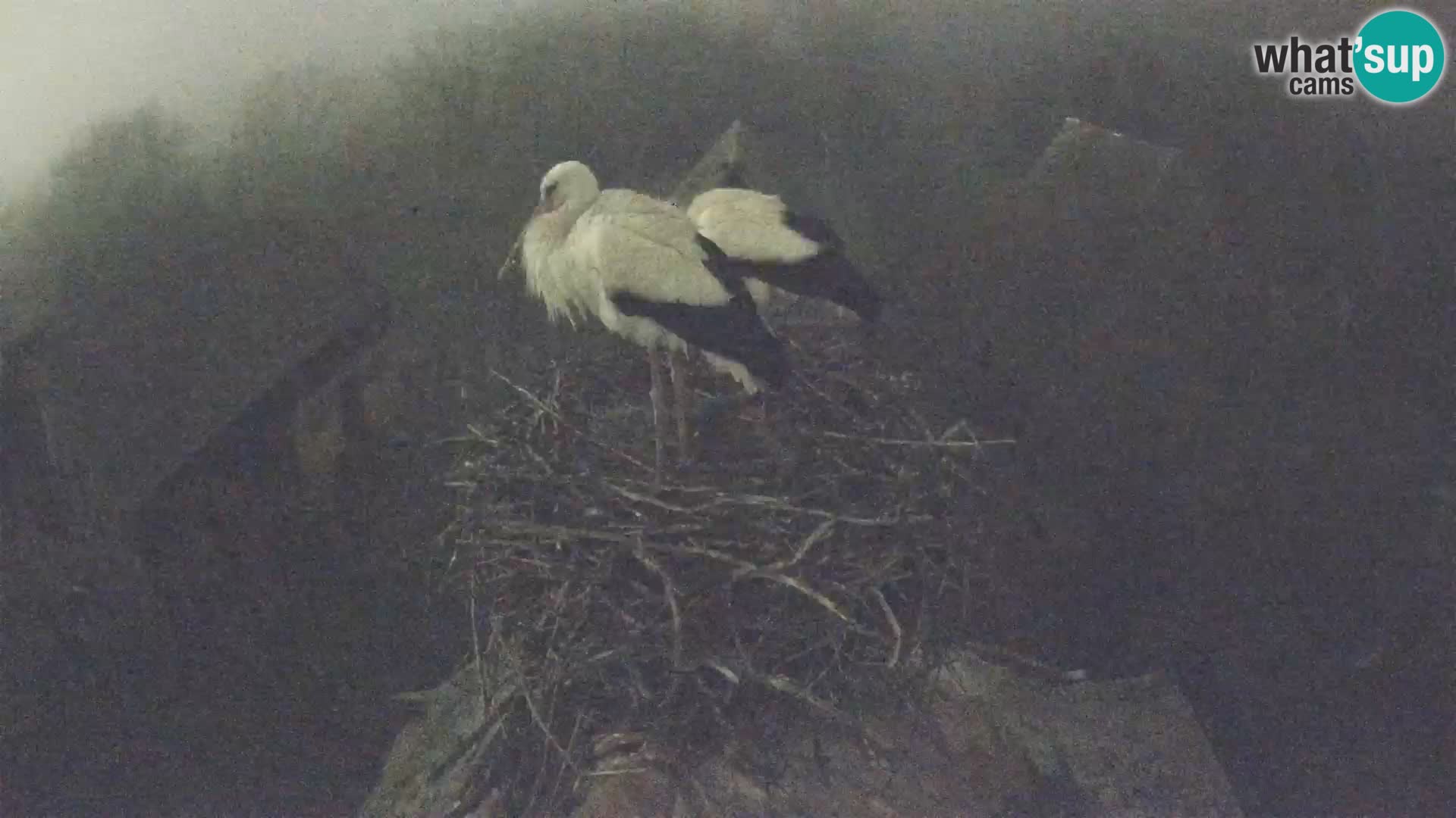 Pueblo europeo de cigüeñas camera en vivo Parque Natural Lonjsko polje