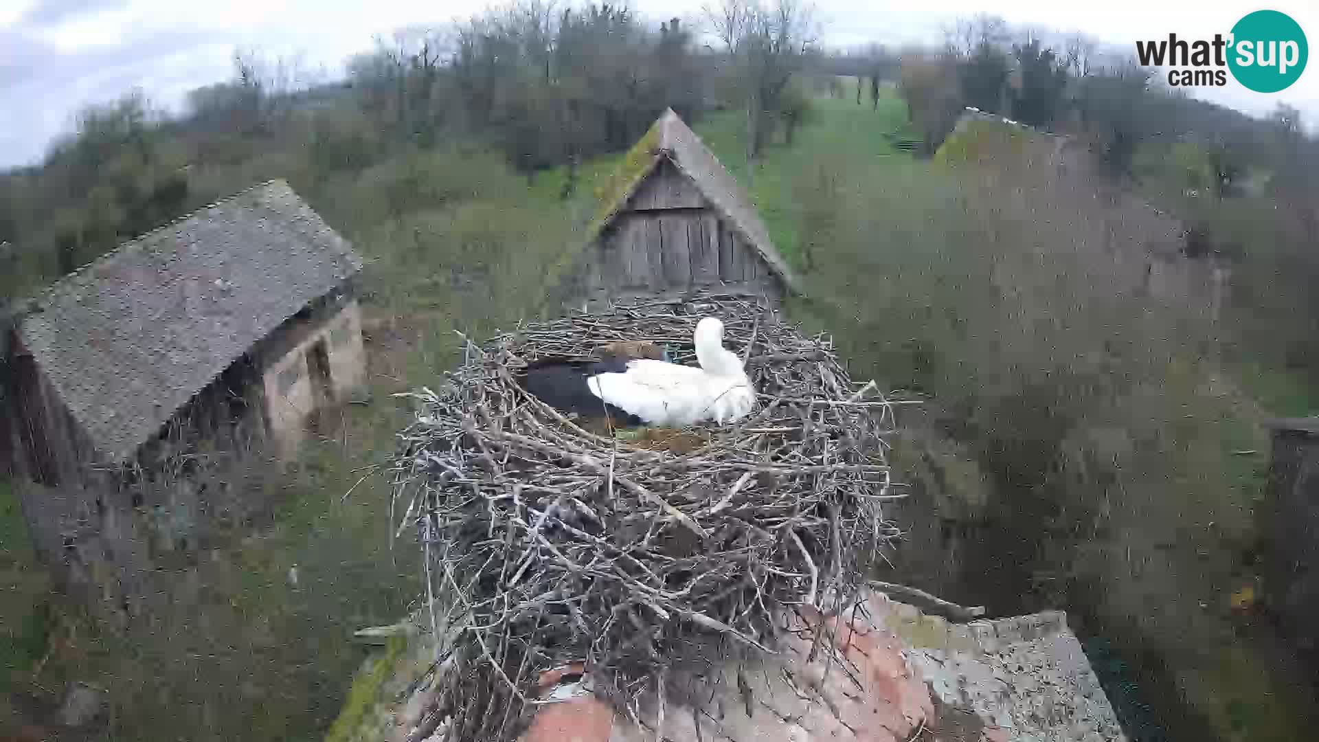 Pueblo europeo de cigüeñas camera en vivo Parque Natural Lonjsko polje