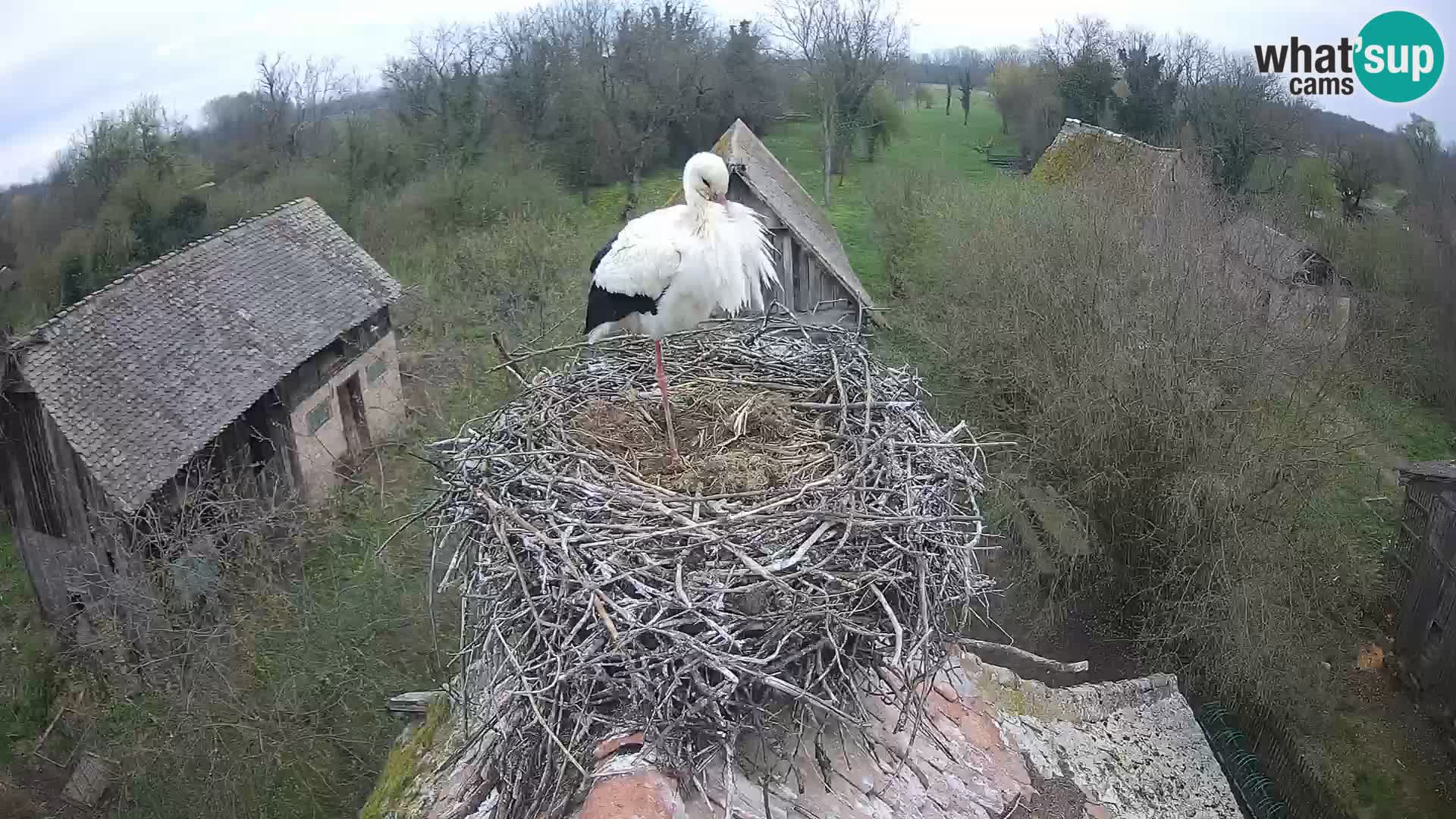 Village européen de cigognes webcam Parc naturel de Lonjsko polje