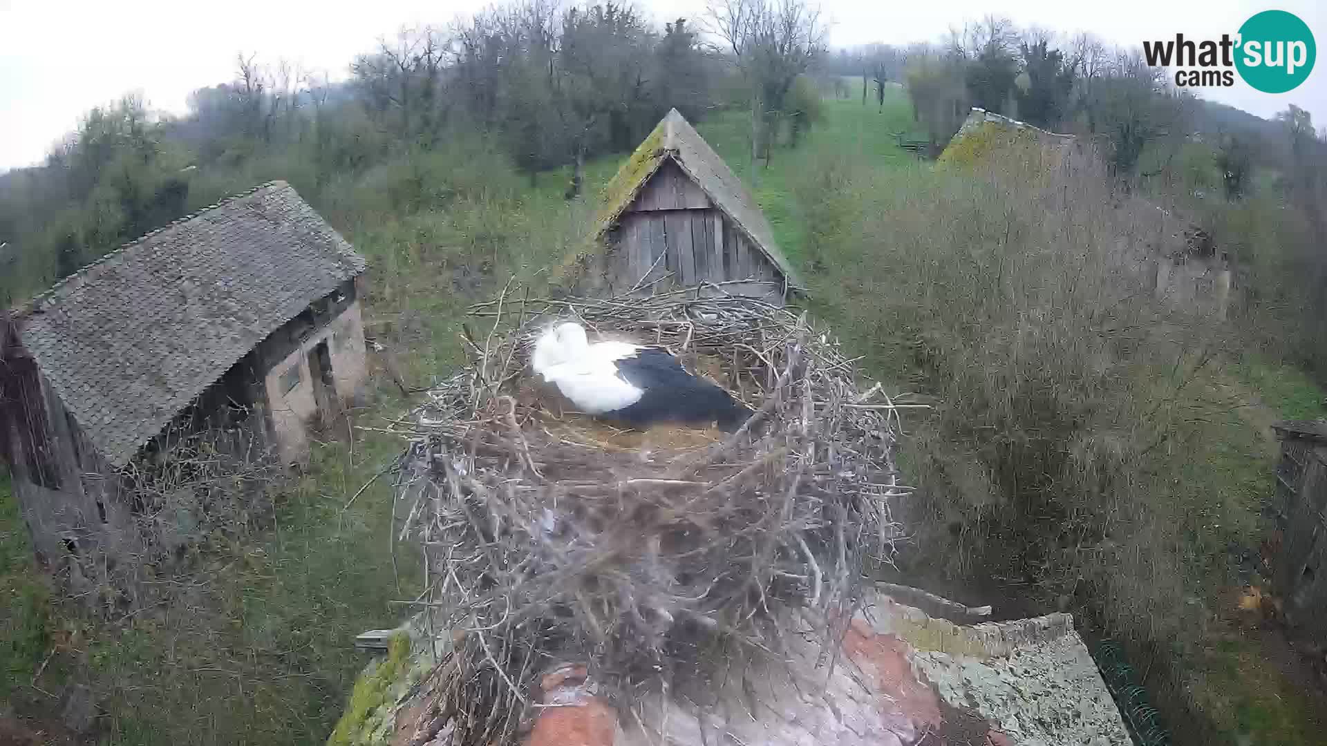 Villaggio delle cicogne europee webcam Parco naturale di Lonjsko polje