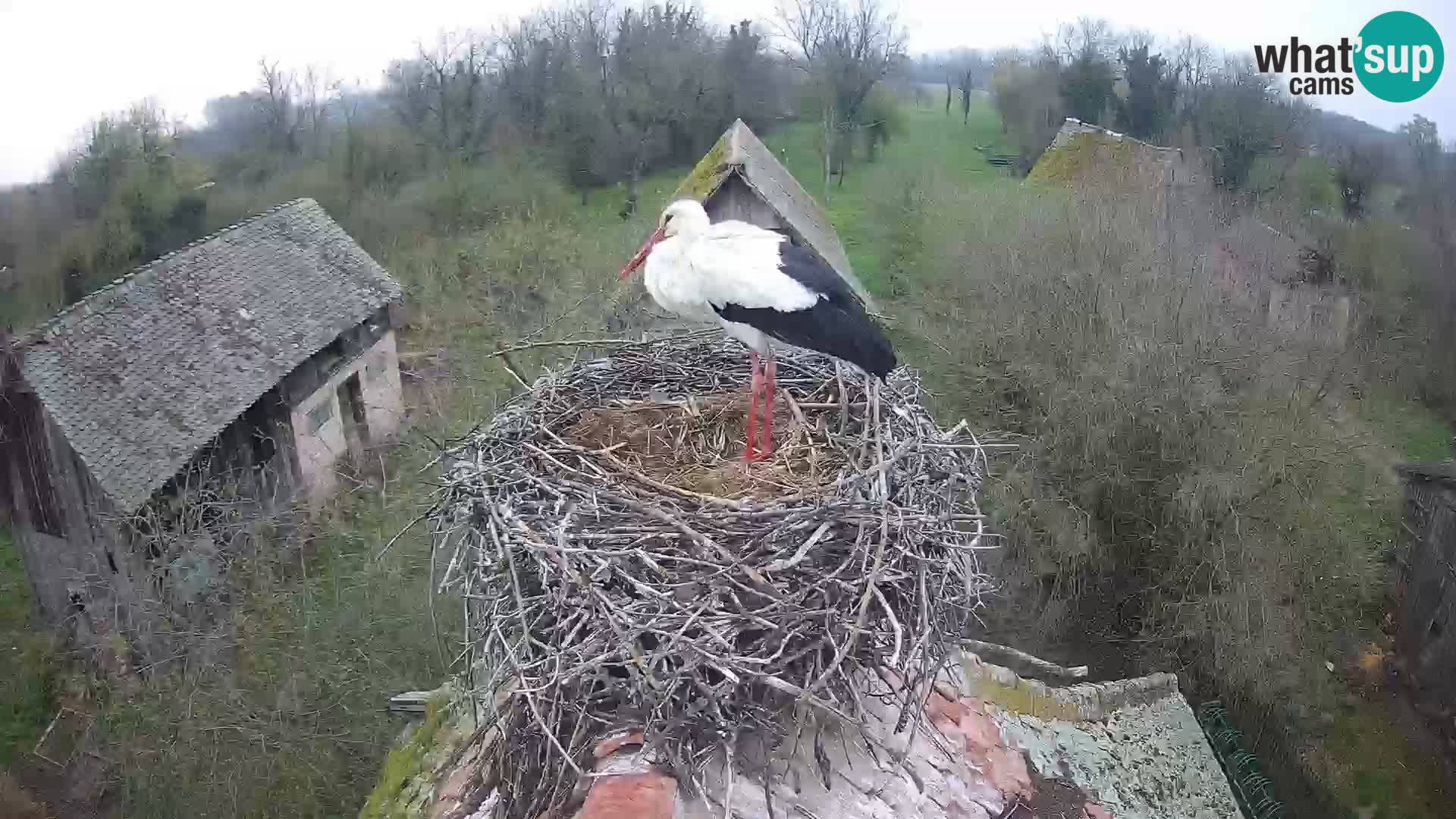 Village européen de cigognes webcam Parc naturel de Lonjsko polje