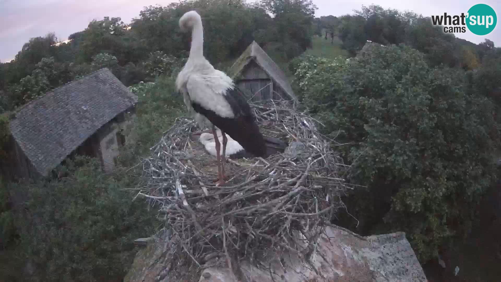 Evropska vas štorklje – Krajinski park Lonjsko polje spletna kamera