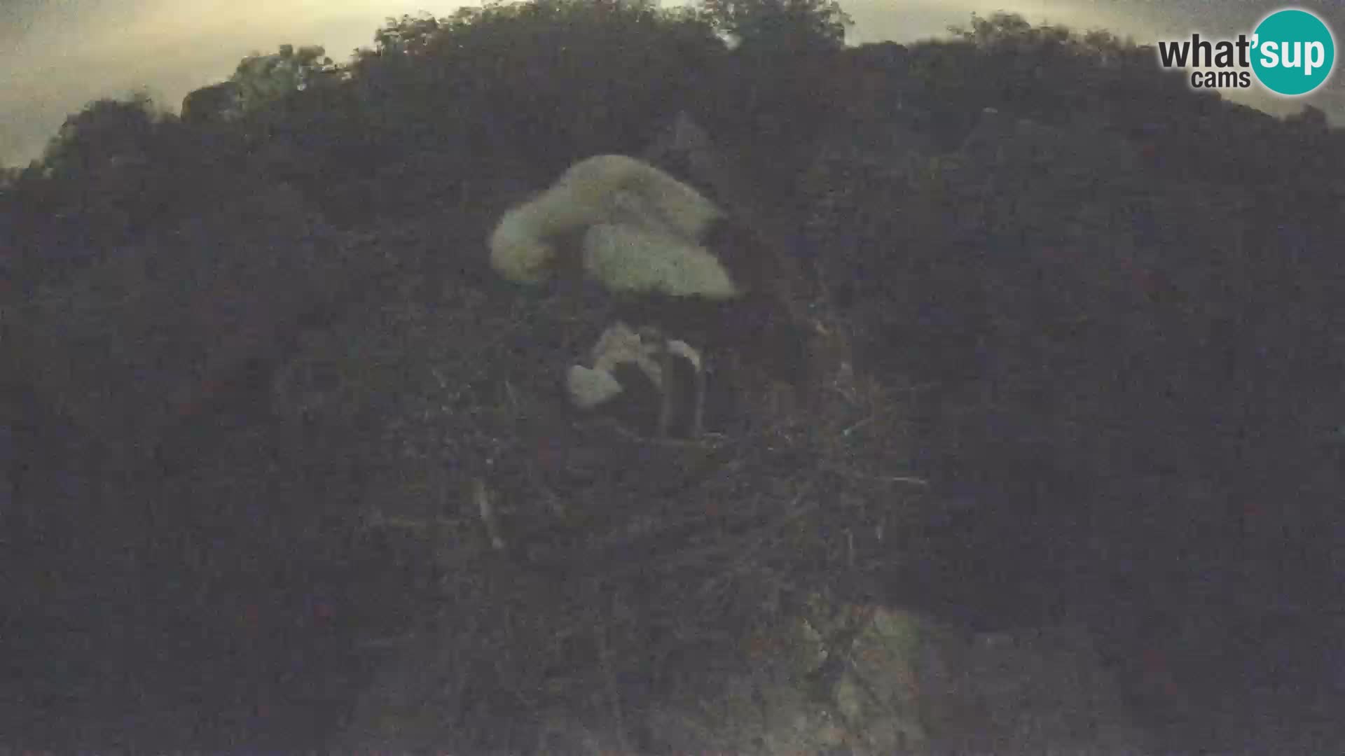 Village européen de cigognes webcam Parc naturel de Lonjsko polje