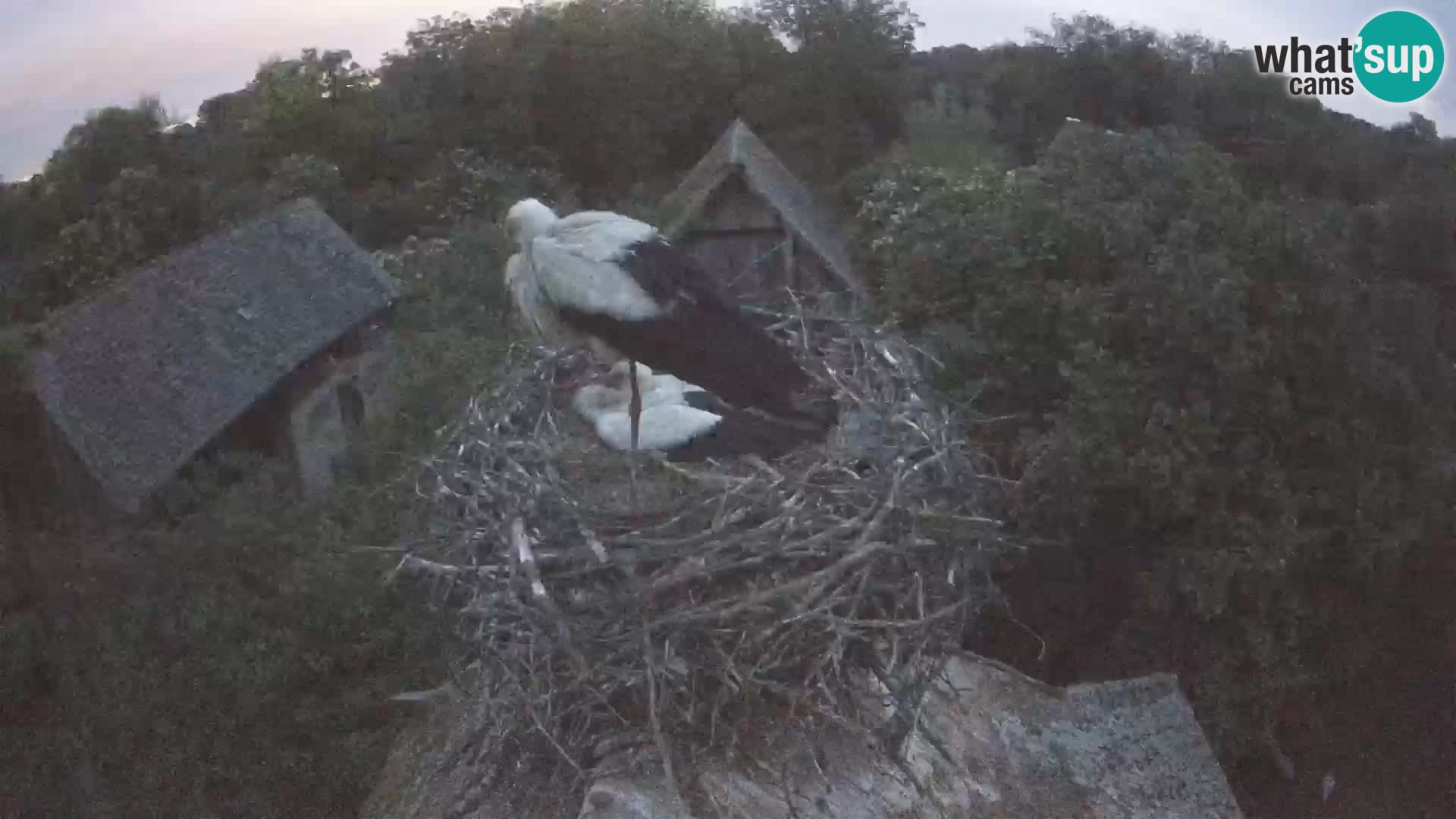 Village européen de cigognes webcam Parc naturel de Lonjsko polje