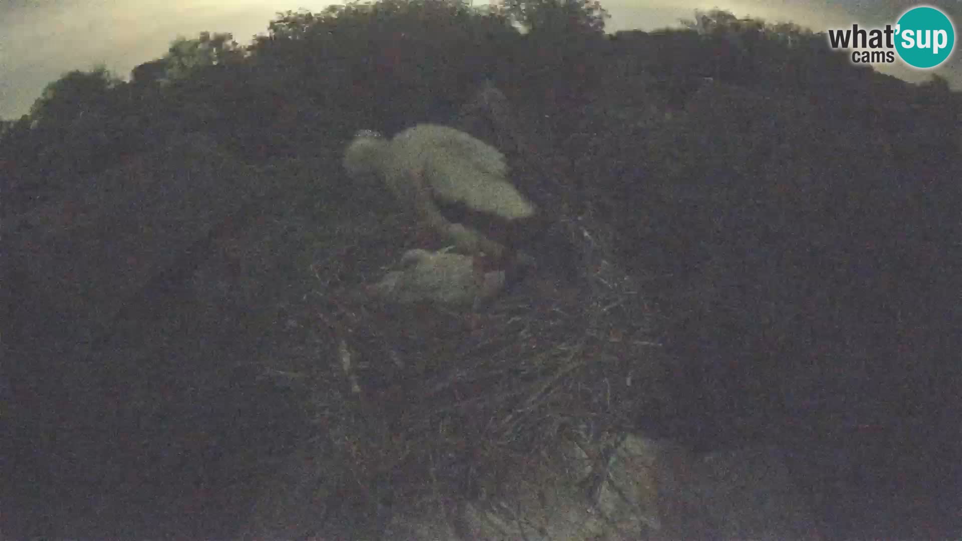 Villaggio delle cicogne europee webcam Parco naturale di Lonjsko polje