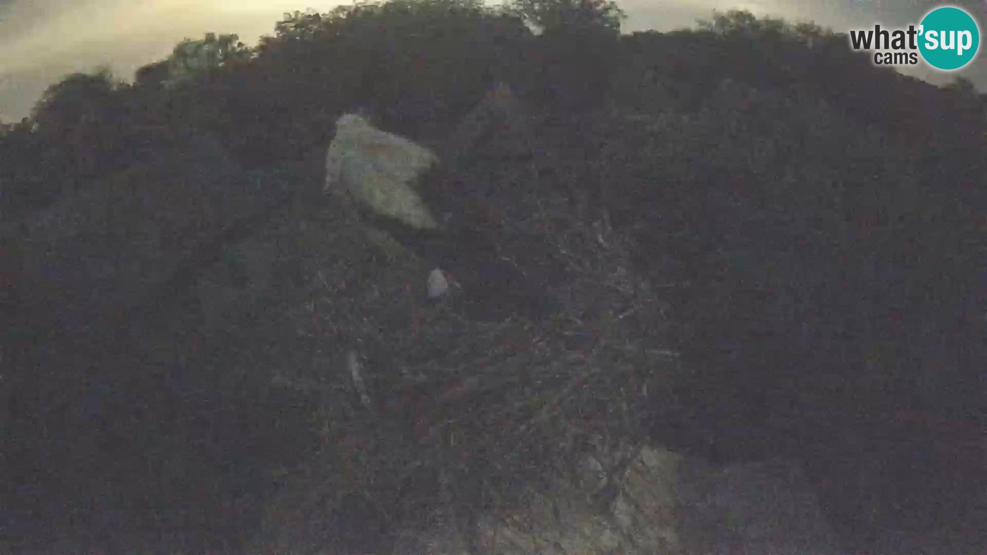 Evropska vas štorklje – Krajinski park Lonjsko polje spletna kamera