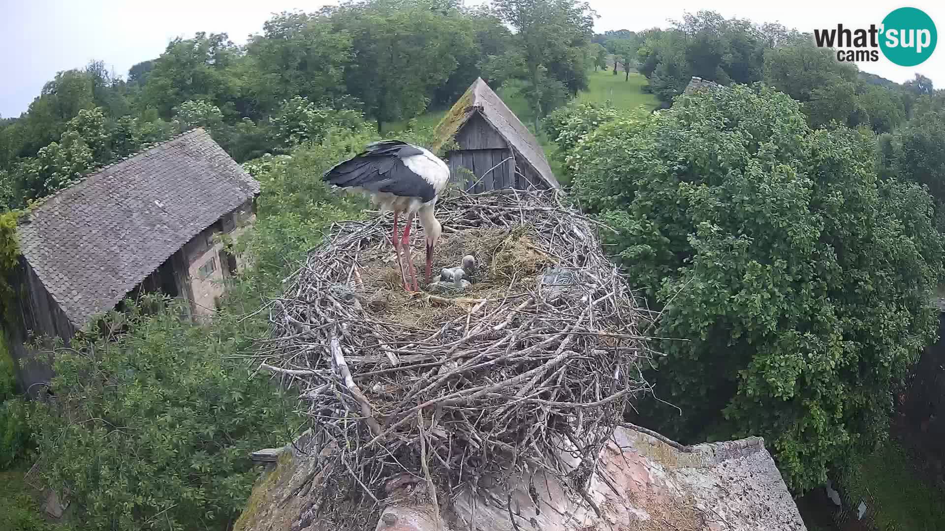 Villaggio delle cicogne europee webcam Parco naturale di Lonjsko polje