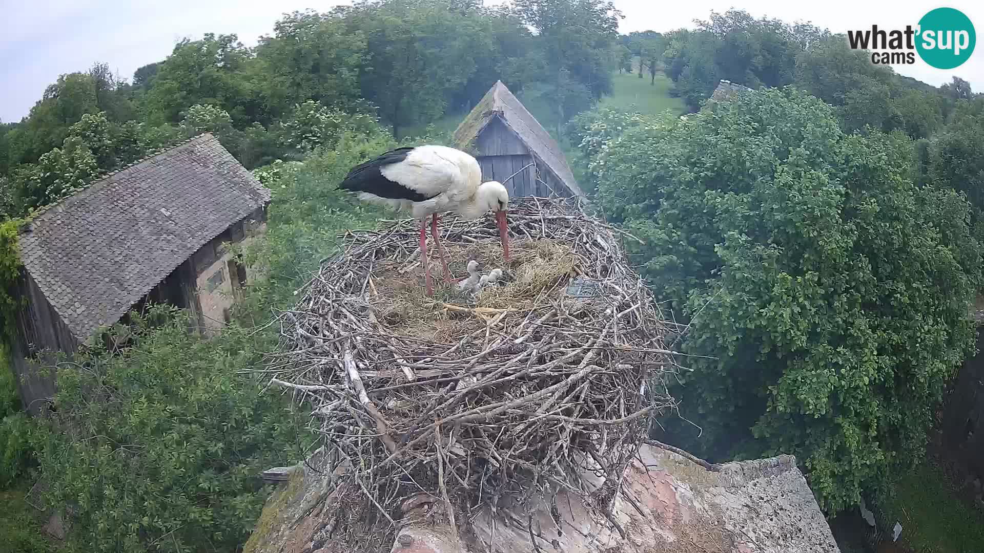 Live webcam European stork village – Lonjsko polje Nature Park