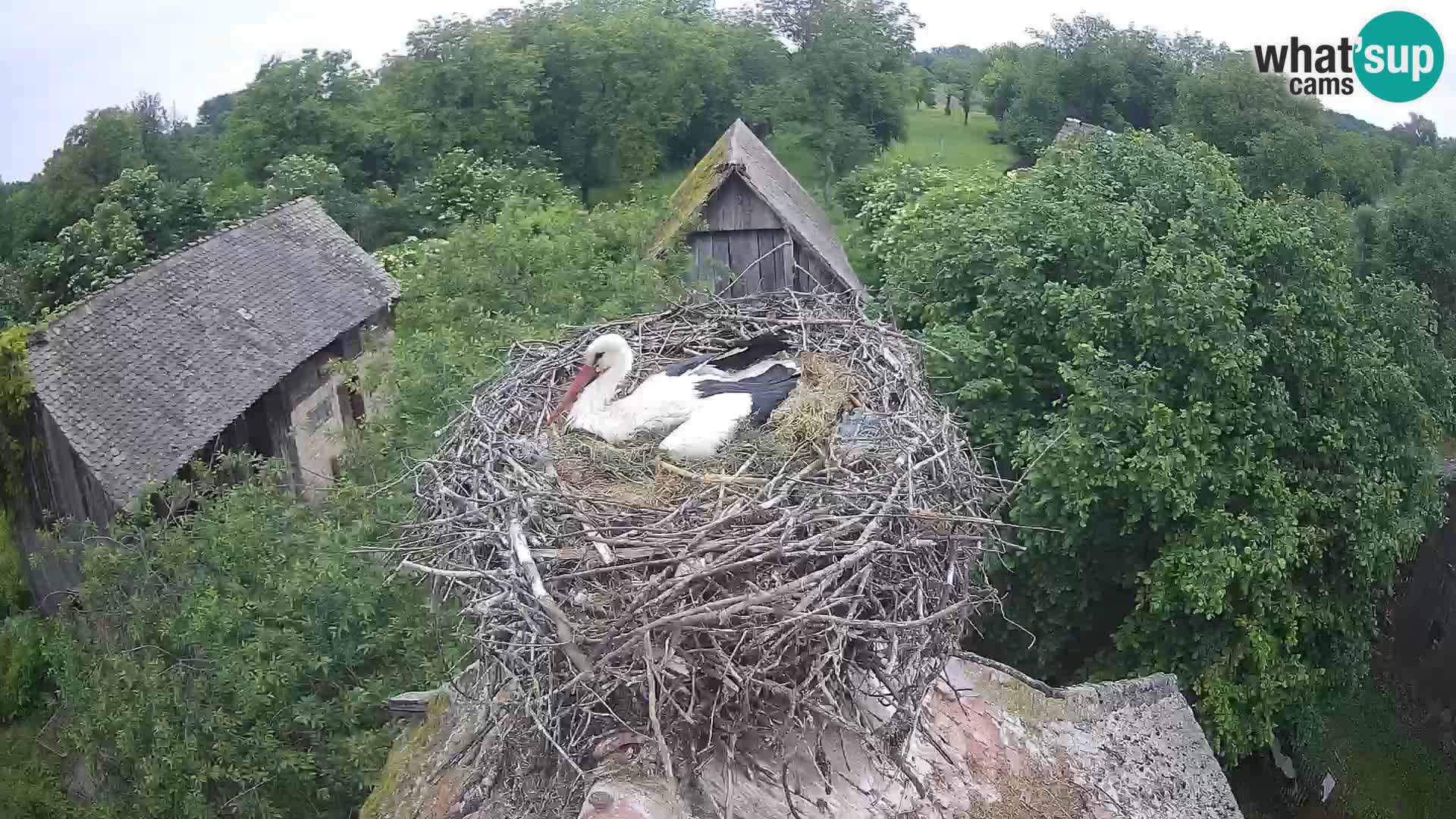 Live webcam European stork village – Lonjsko polje Nature Park