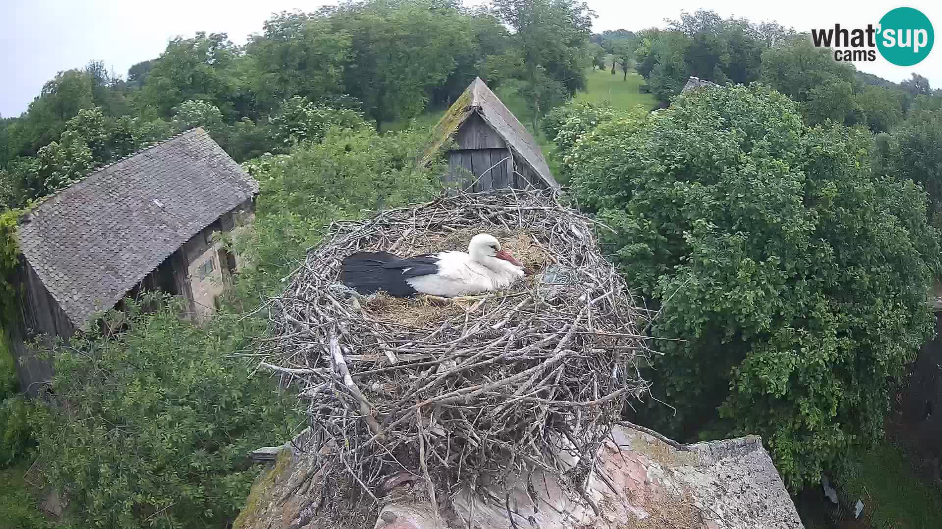 U živo Europsko selo roda – Park prirode Lonjsko polje
