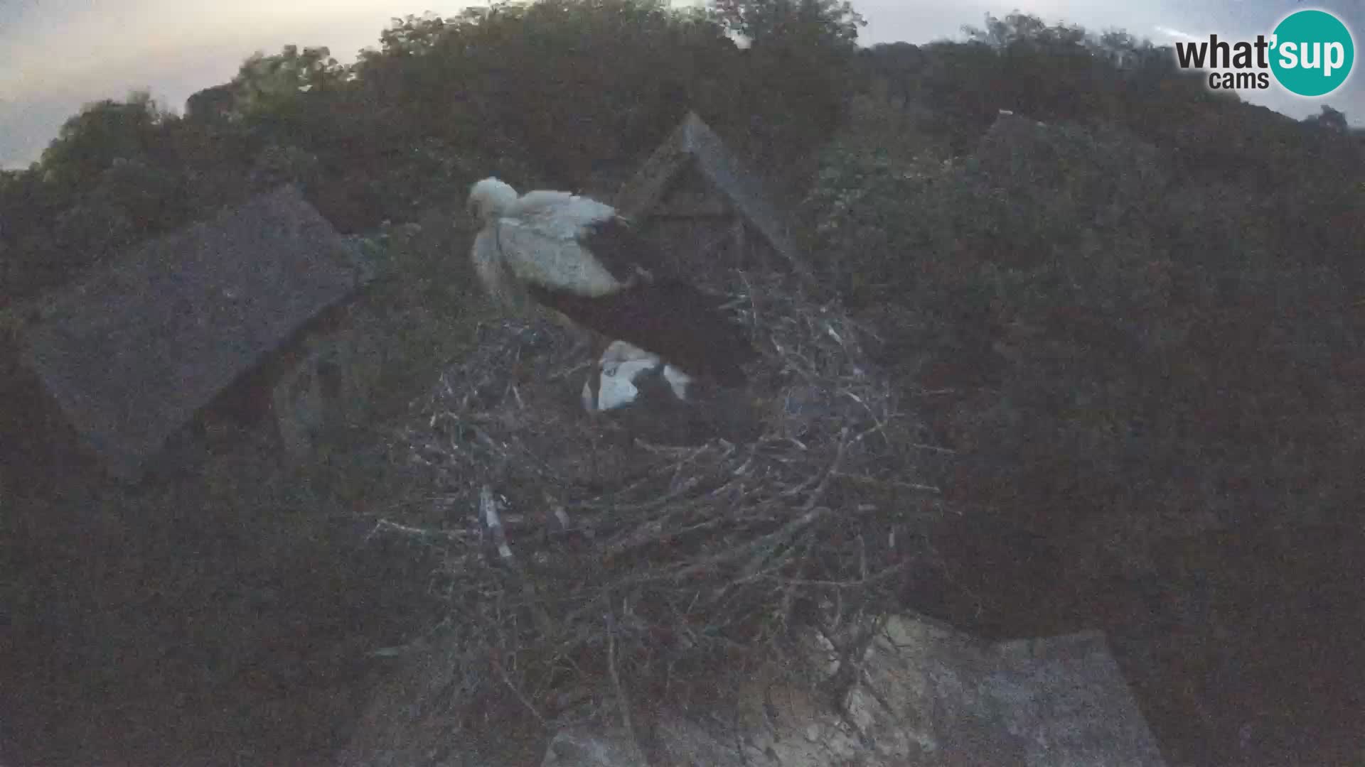 Villaggio delle cicogne europee webcam Parco naturale di Lonjsko polje