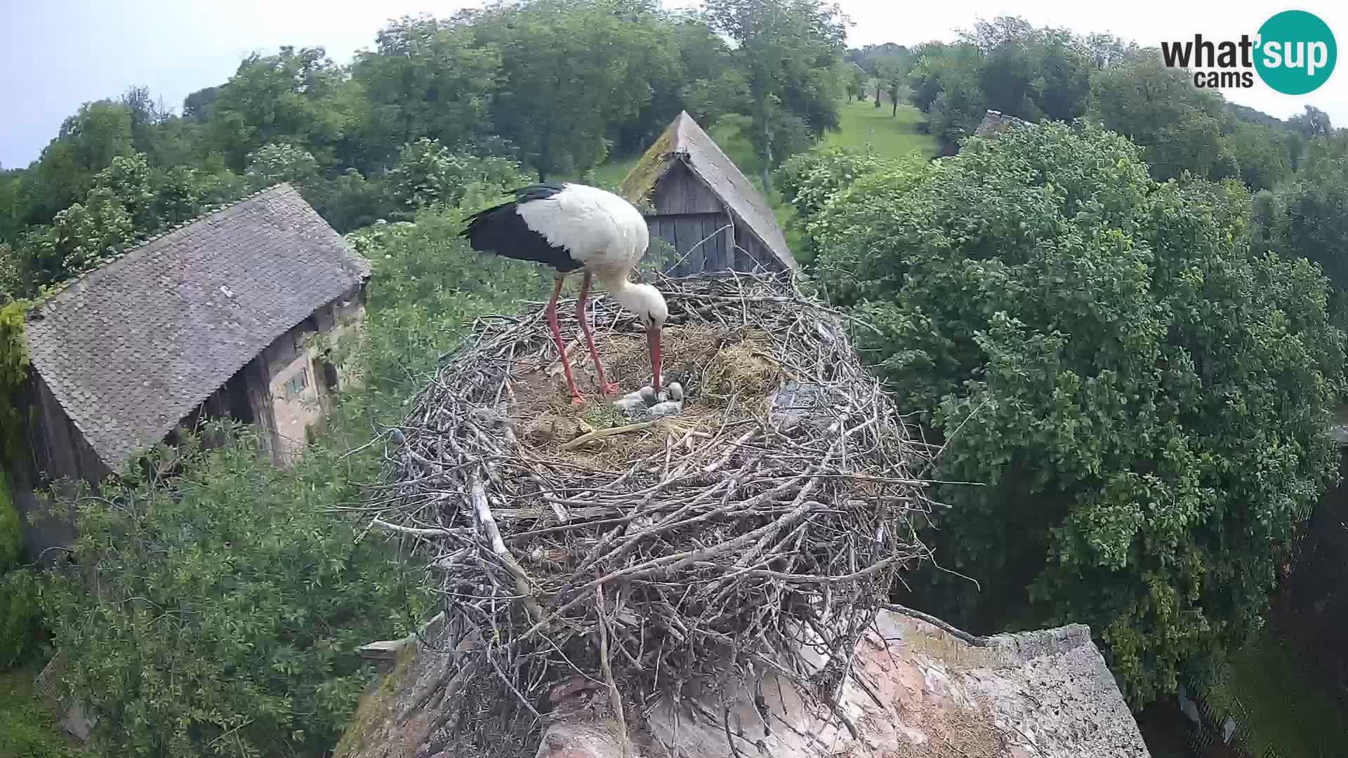 Villaggio delle cicogne europee webcam Parco naturale di Lonjsko polje