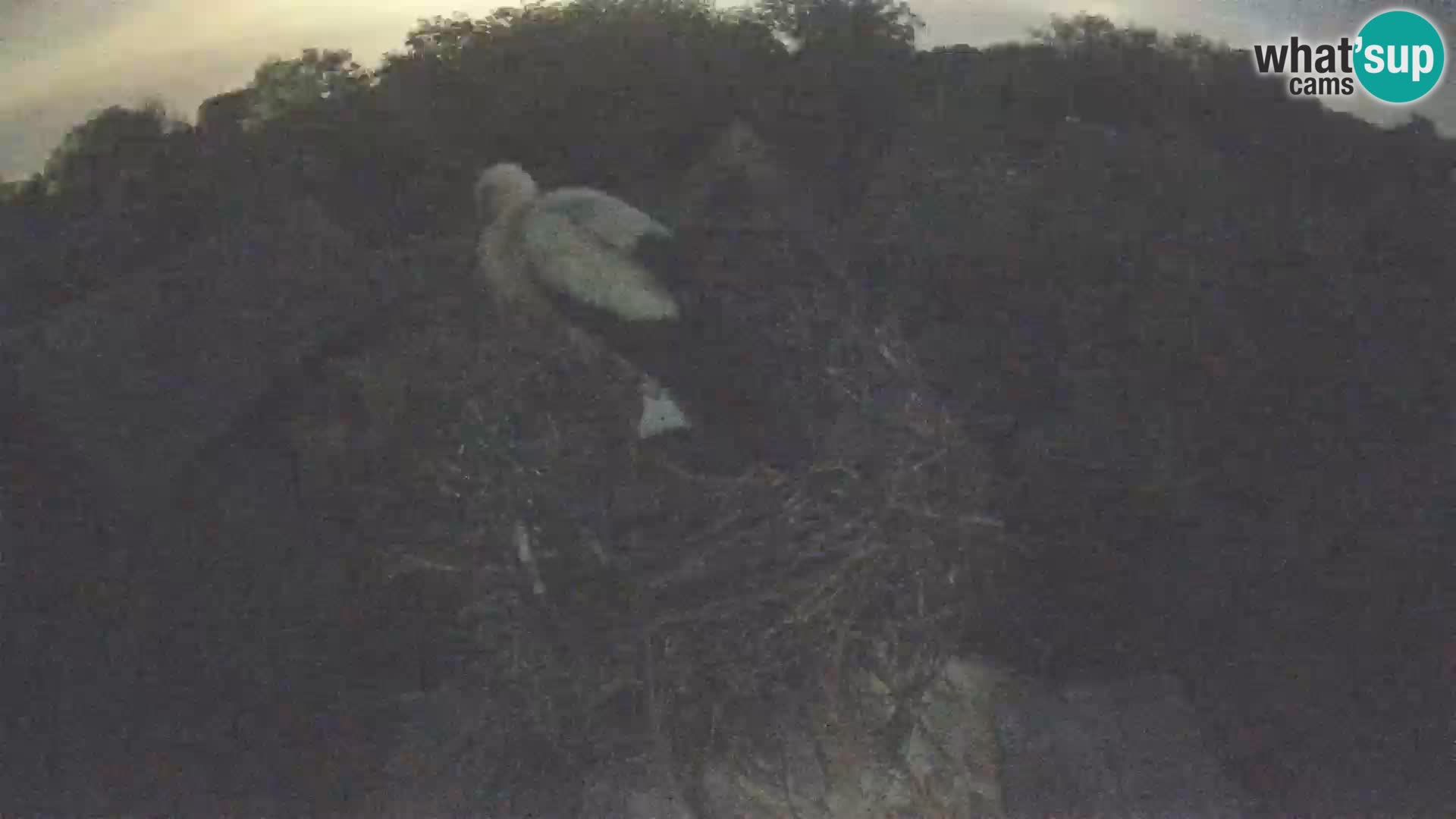 Villaggio delle cicogne europee webcam Parco naturale di Lonjsko polje