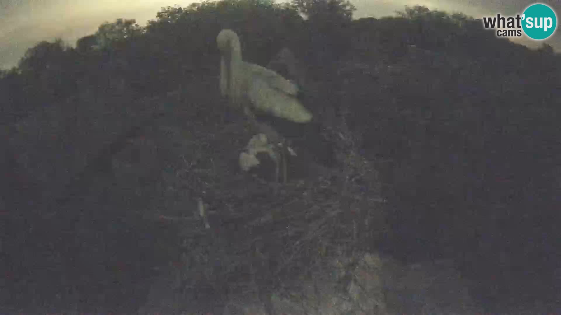 Village européen de cigognes webcam Parc naturel de Lonjsko polje