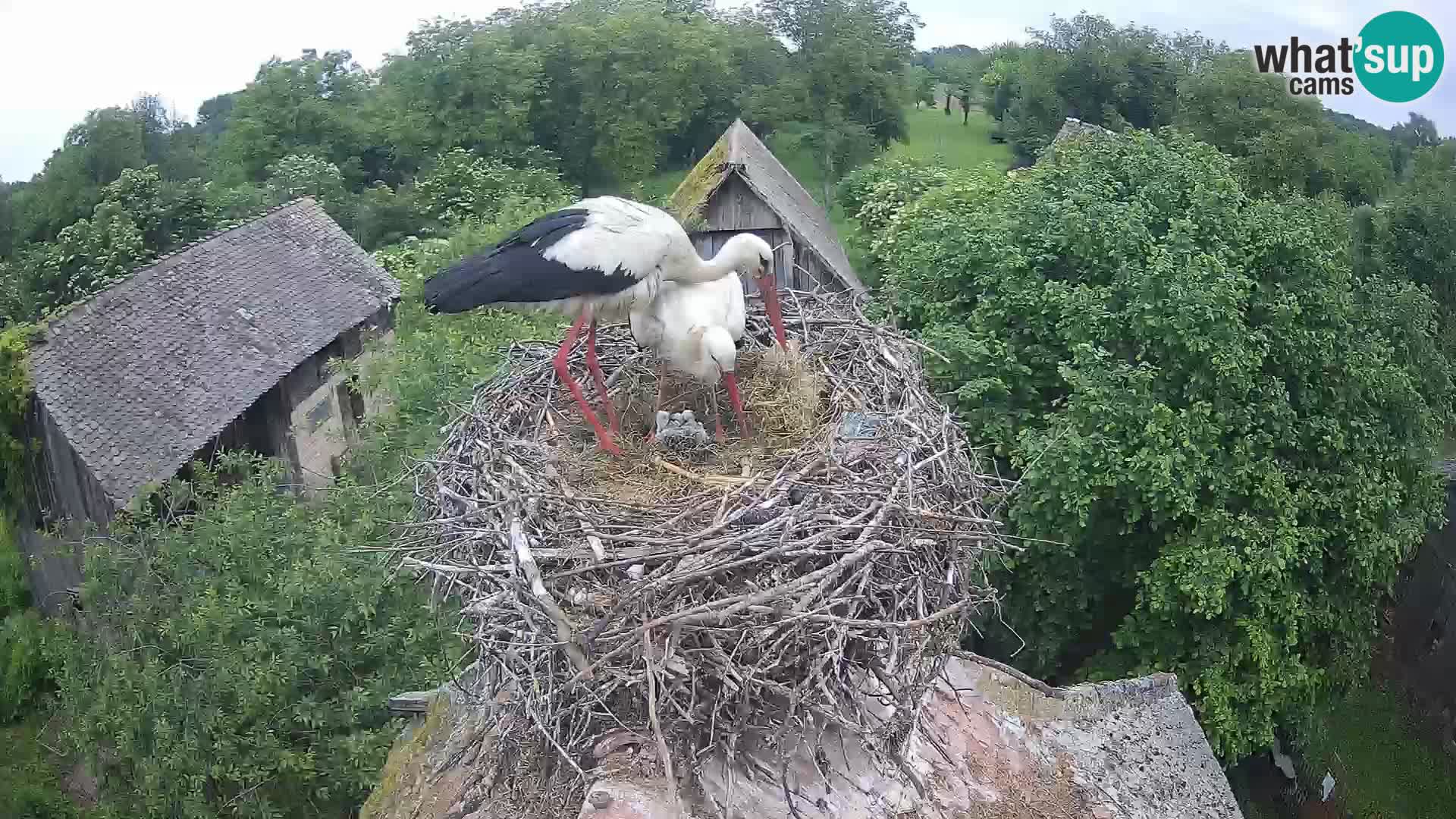 Evropska vas štorklje – Krajinski park Lonjsko polje spletna kamera
