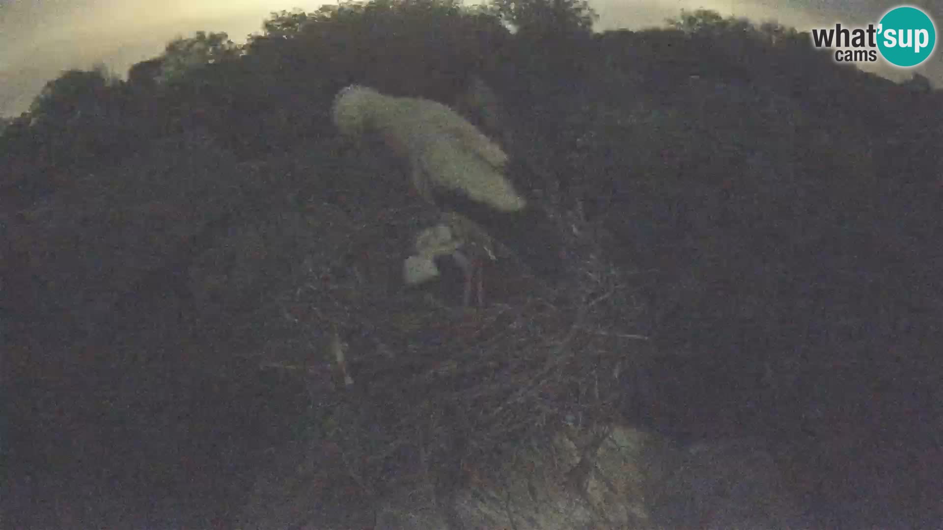 Village européen de cigognes webcam Parc naturel de Lonjsko polje