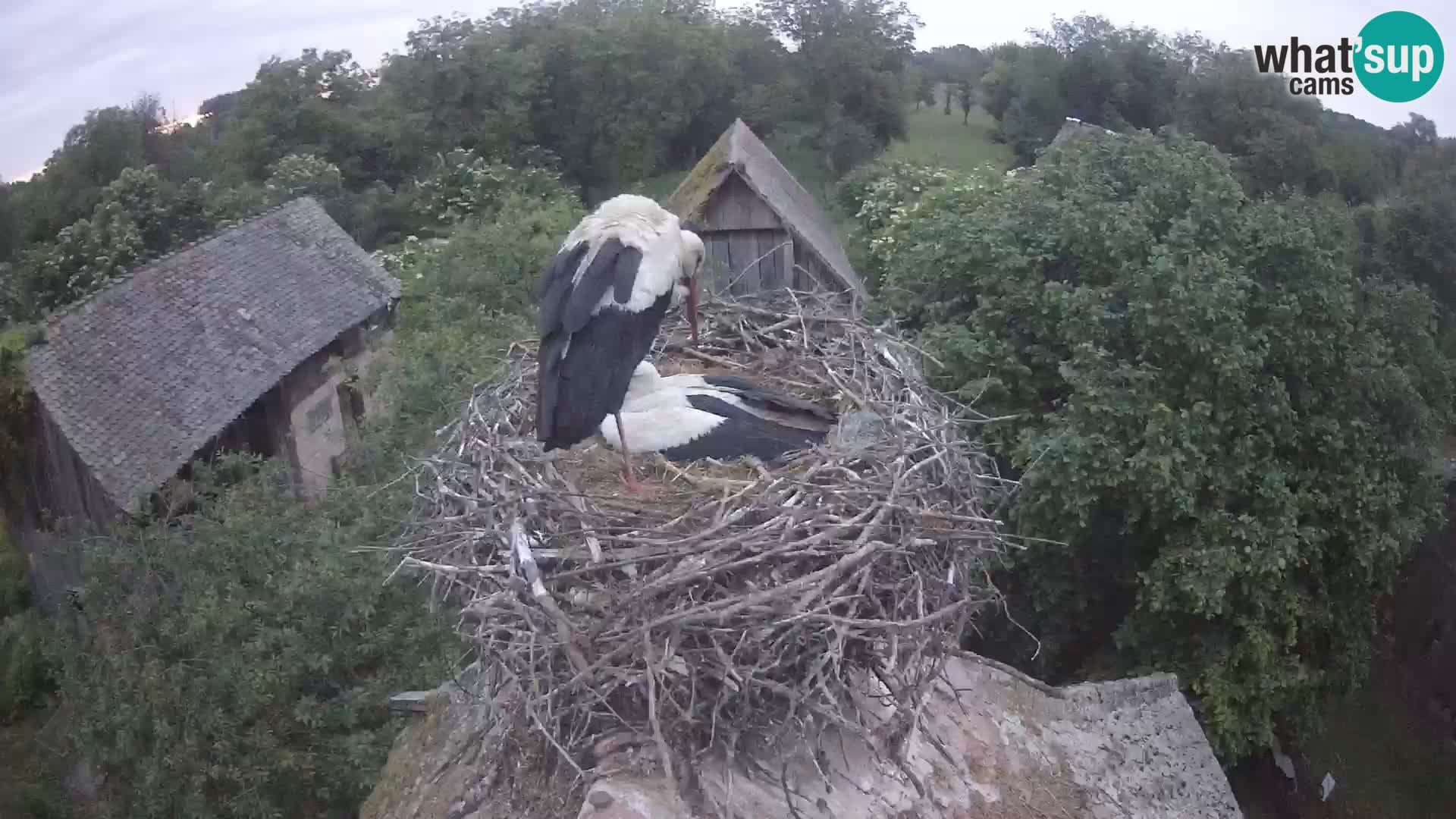 Evropska vas štorklje – Krajinski park Lonjsko polje spletna kamera