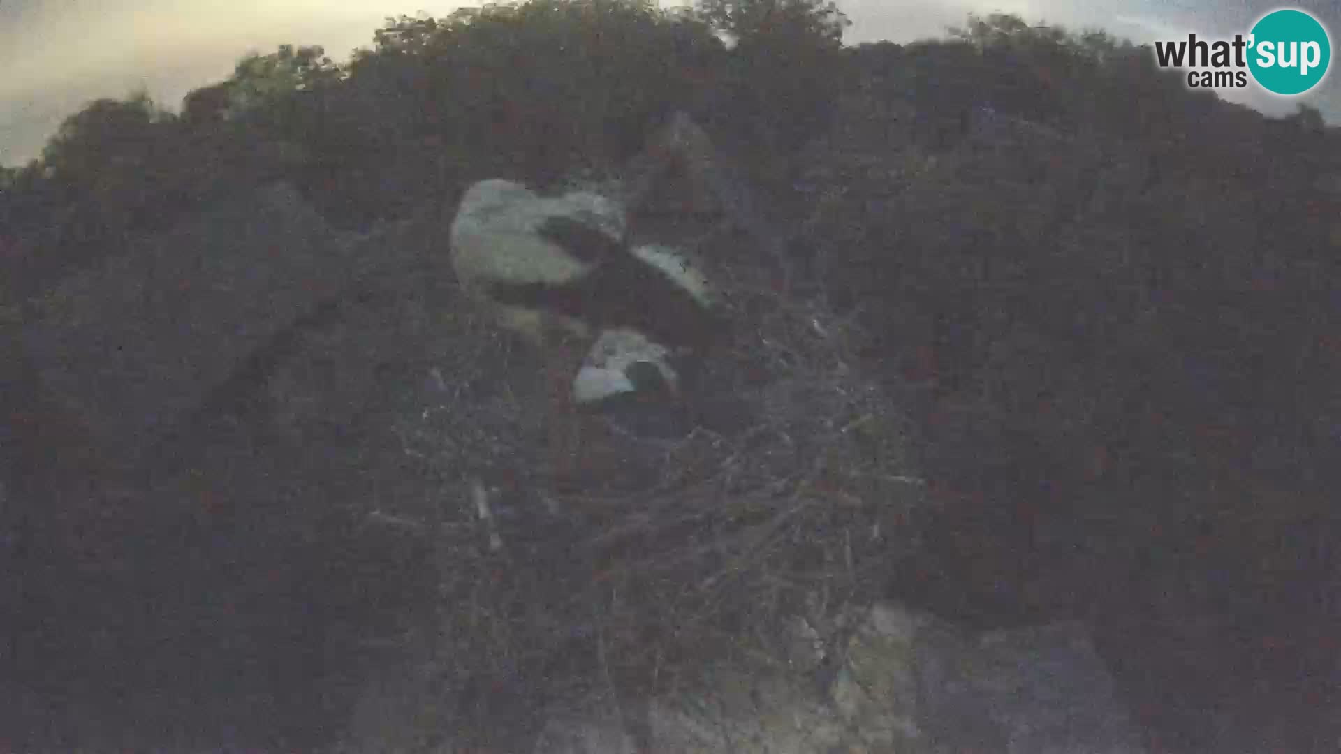 Webcam Europäisches Storchendorf – Naturpark Lonjsko polje